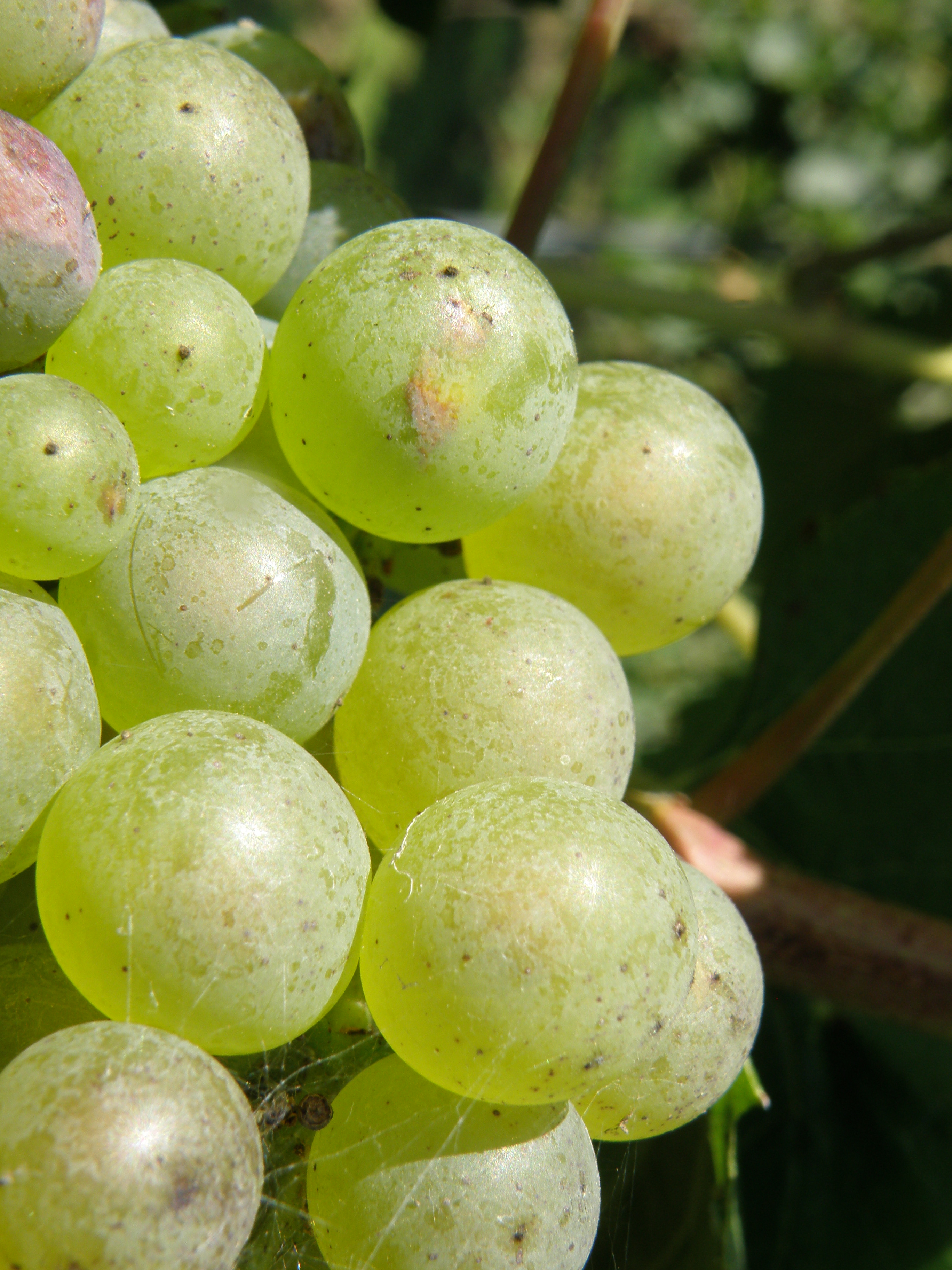 Chardonnay-aromatická zralost bobule-8.9.2014