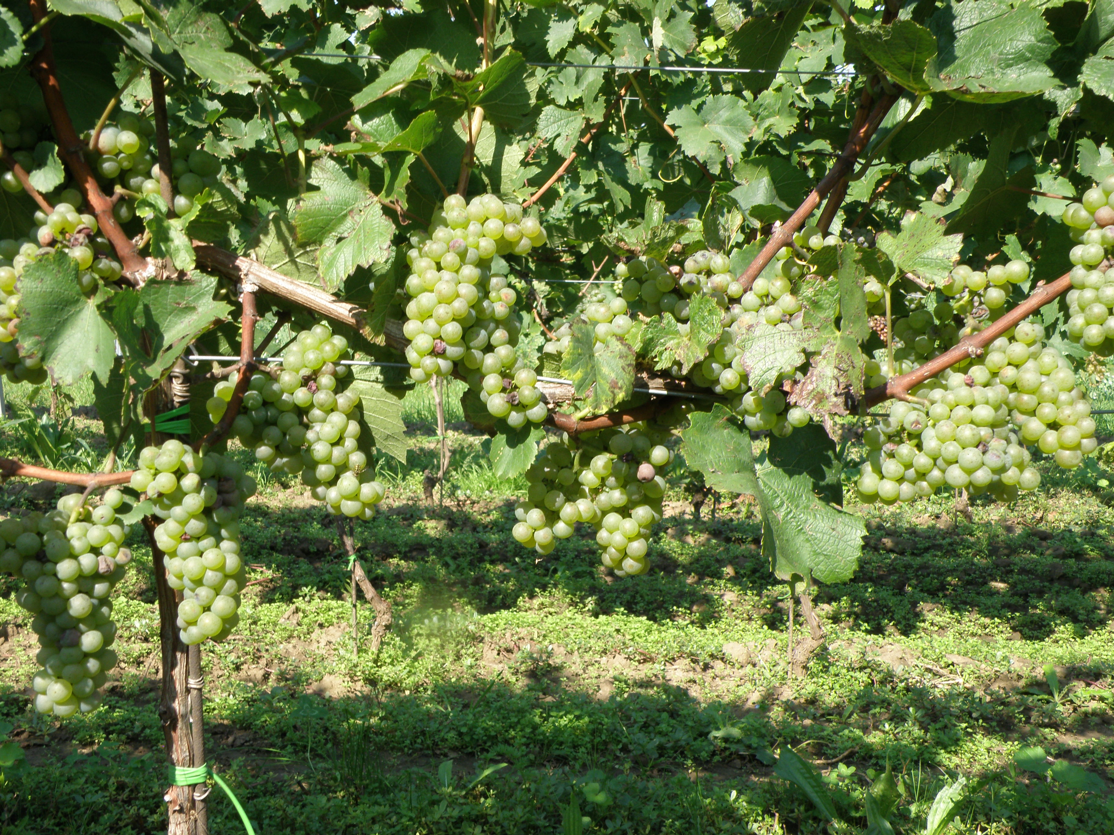 Chardonnay-optimální odlistění zóny hroznů