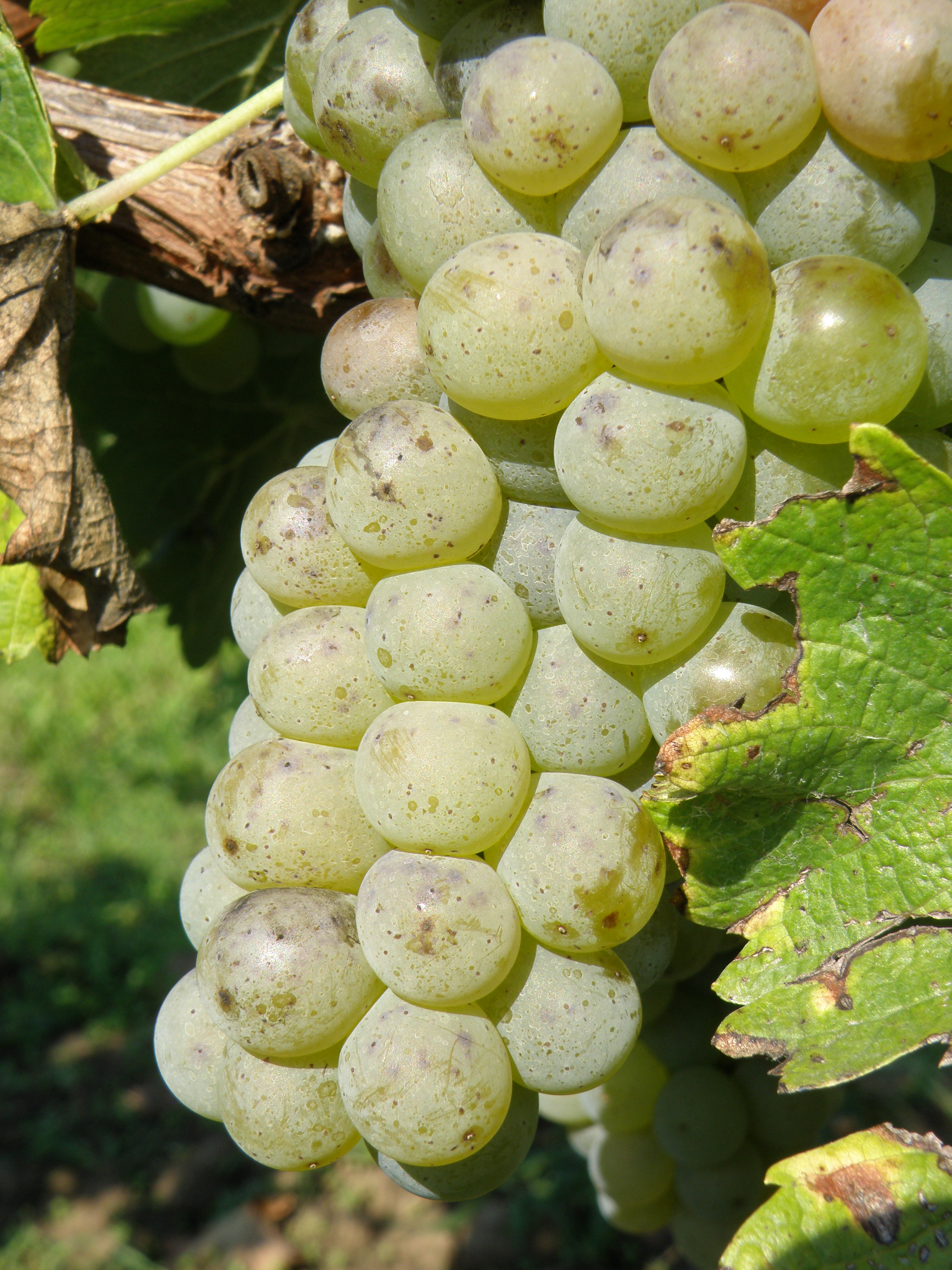 Sauvignon blanc-aromatická zralost bobulí