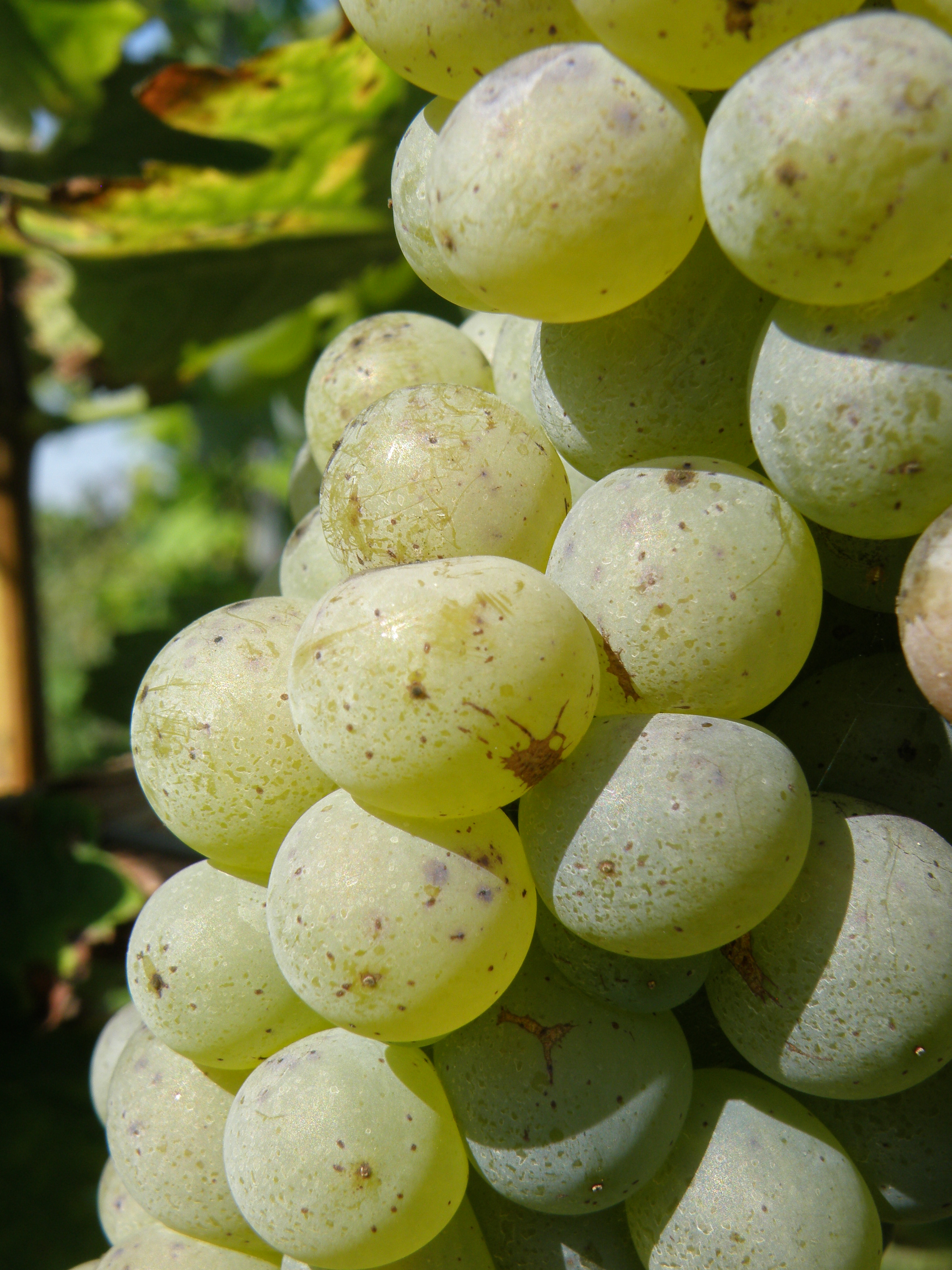 Sauvignon blanc-detail bobule