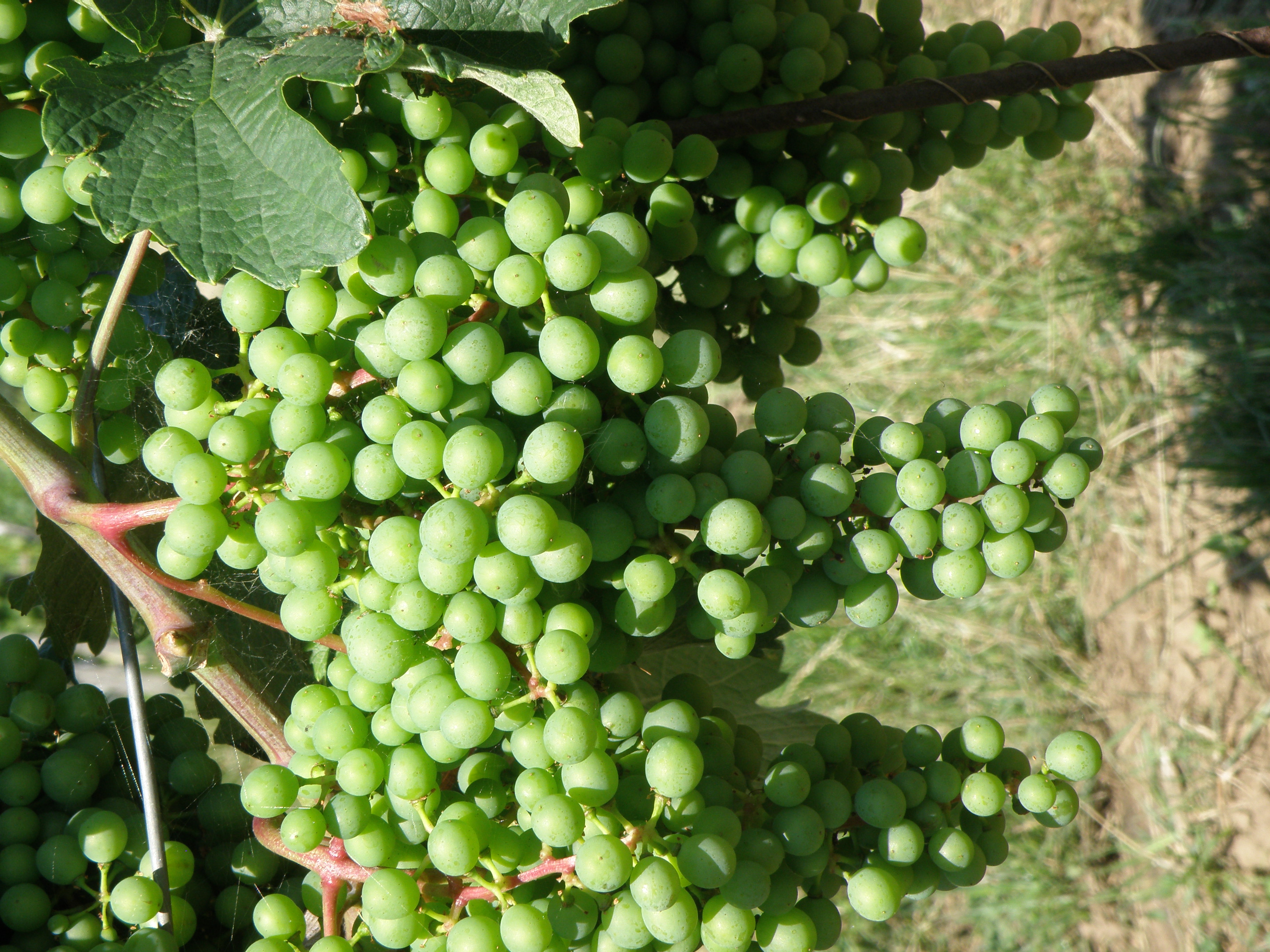 Cabernet Moravia-po půlení