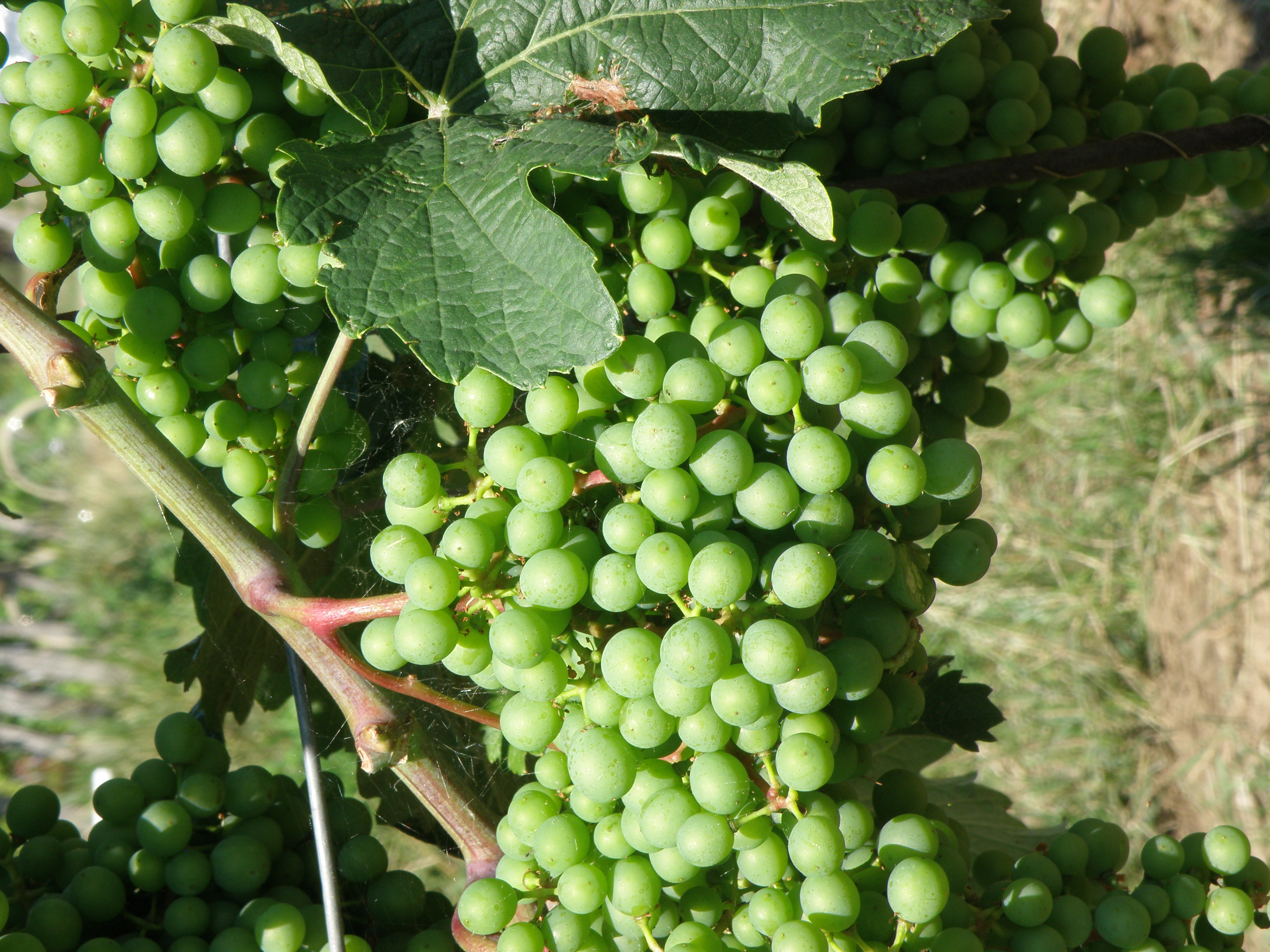 Cabernet Moravia-před půlením