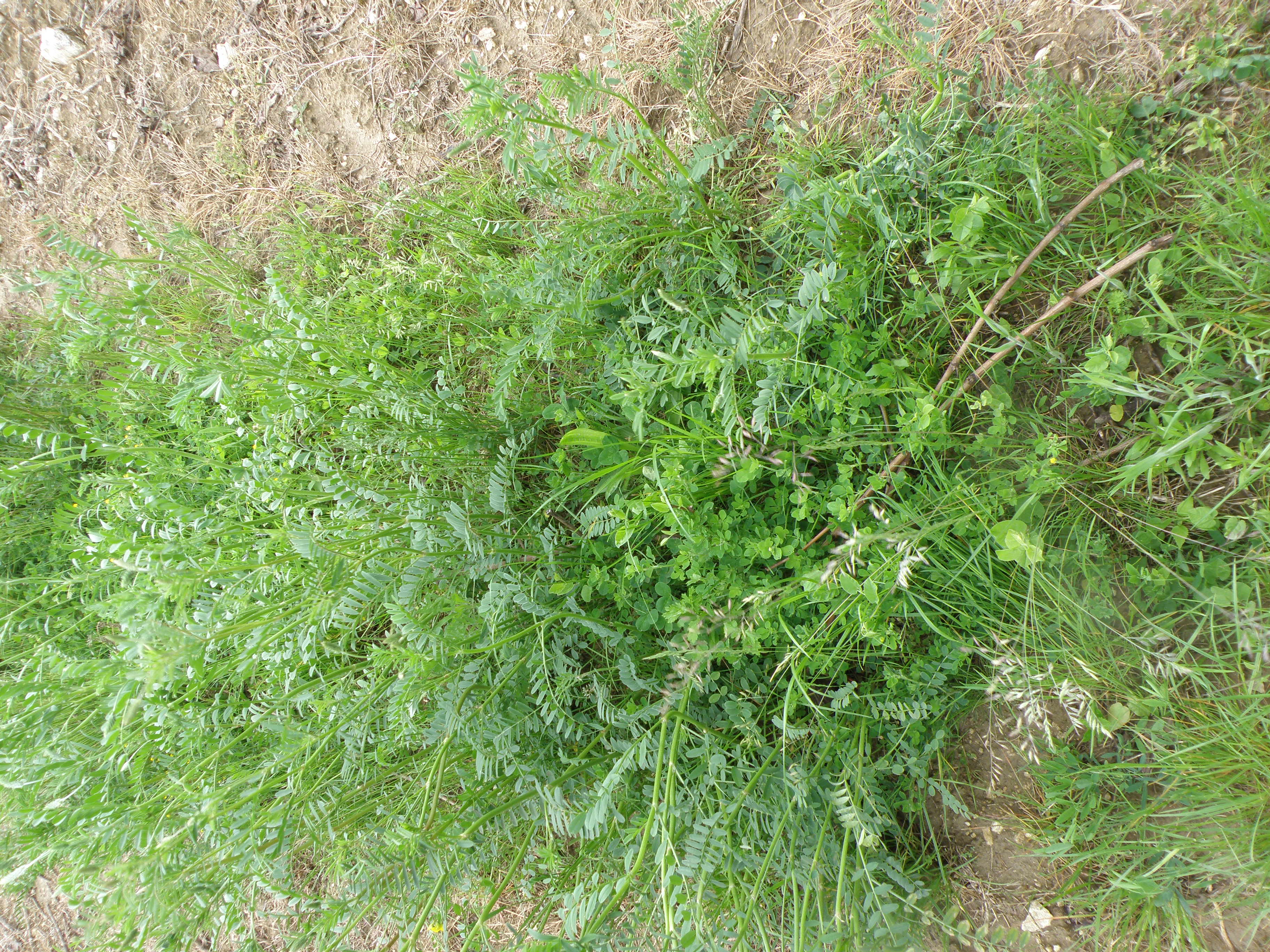 GREENMIX MULTI  na začátku vegetace
