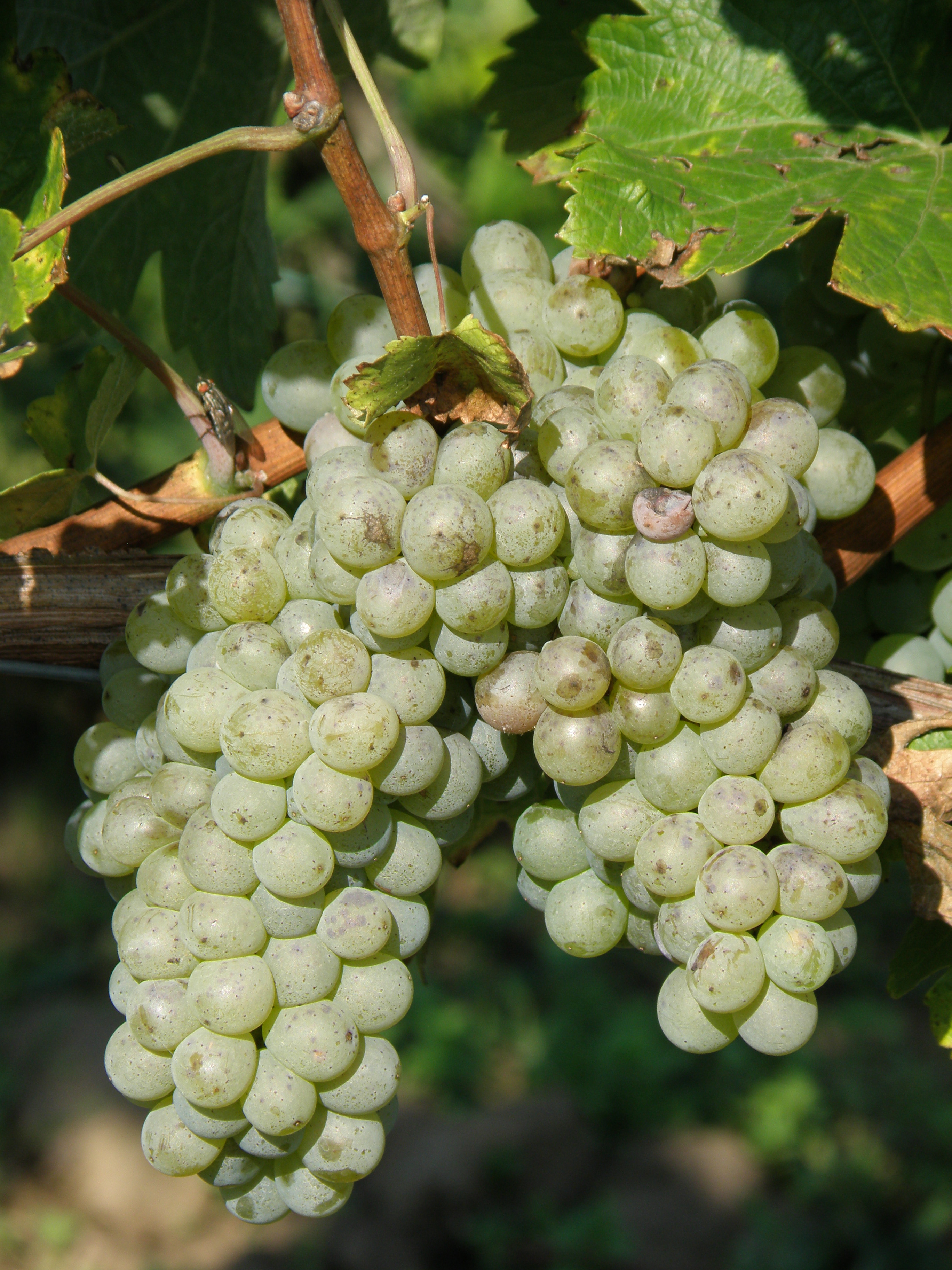 Sauvignon blanc-detail hustého a zdravého hroznu
