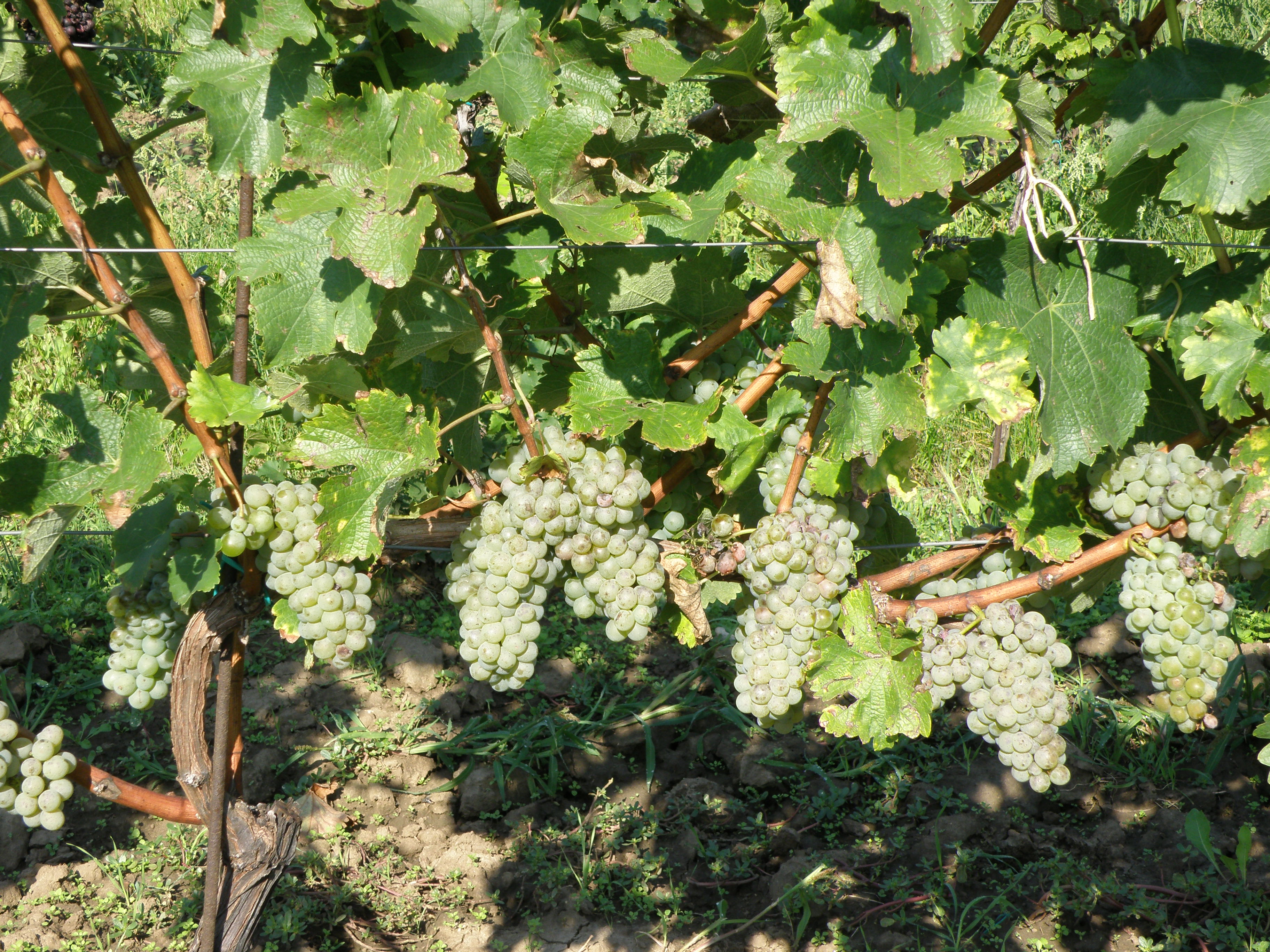 Sauvignon-odlistěná zóny hroznů před kvetením