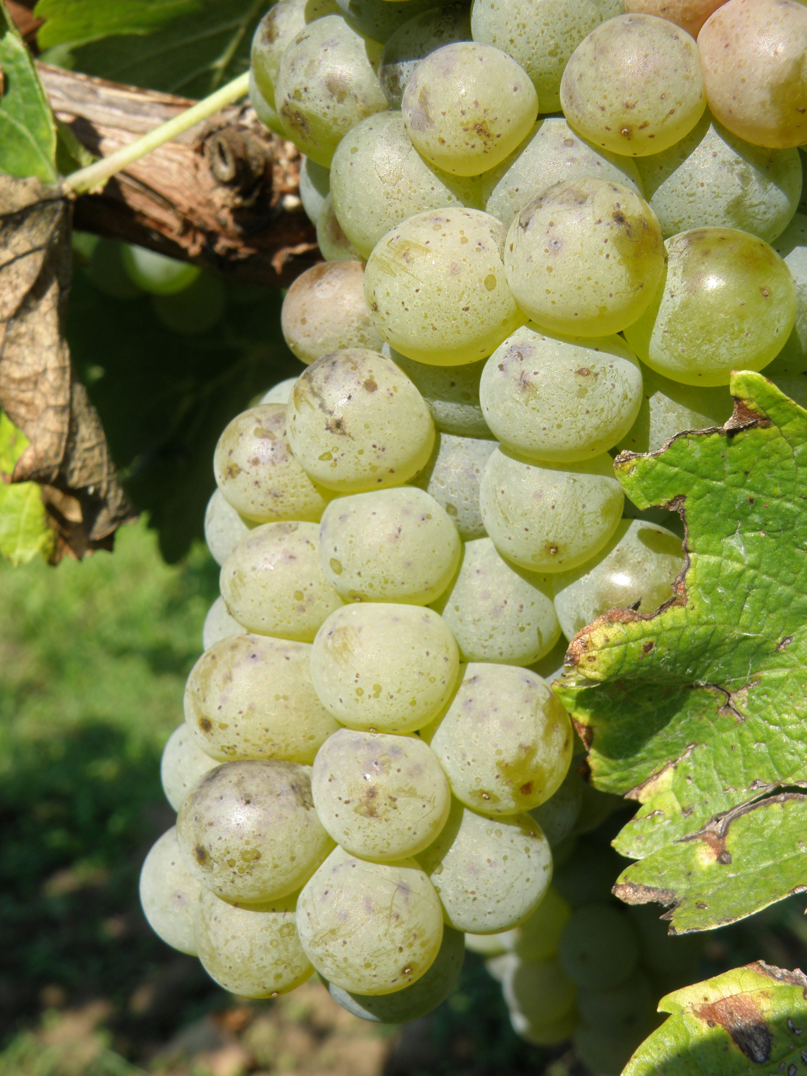 Sauvignon-husté, ale zdravé hrozny