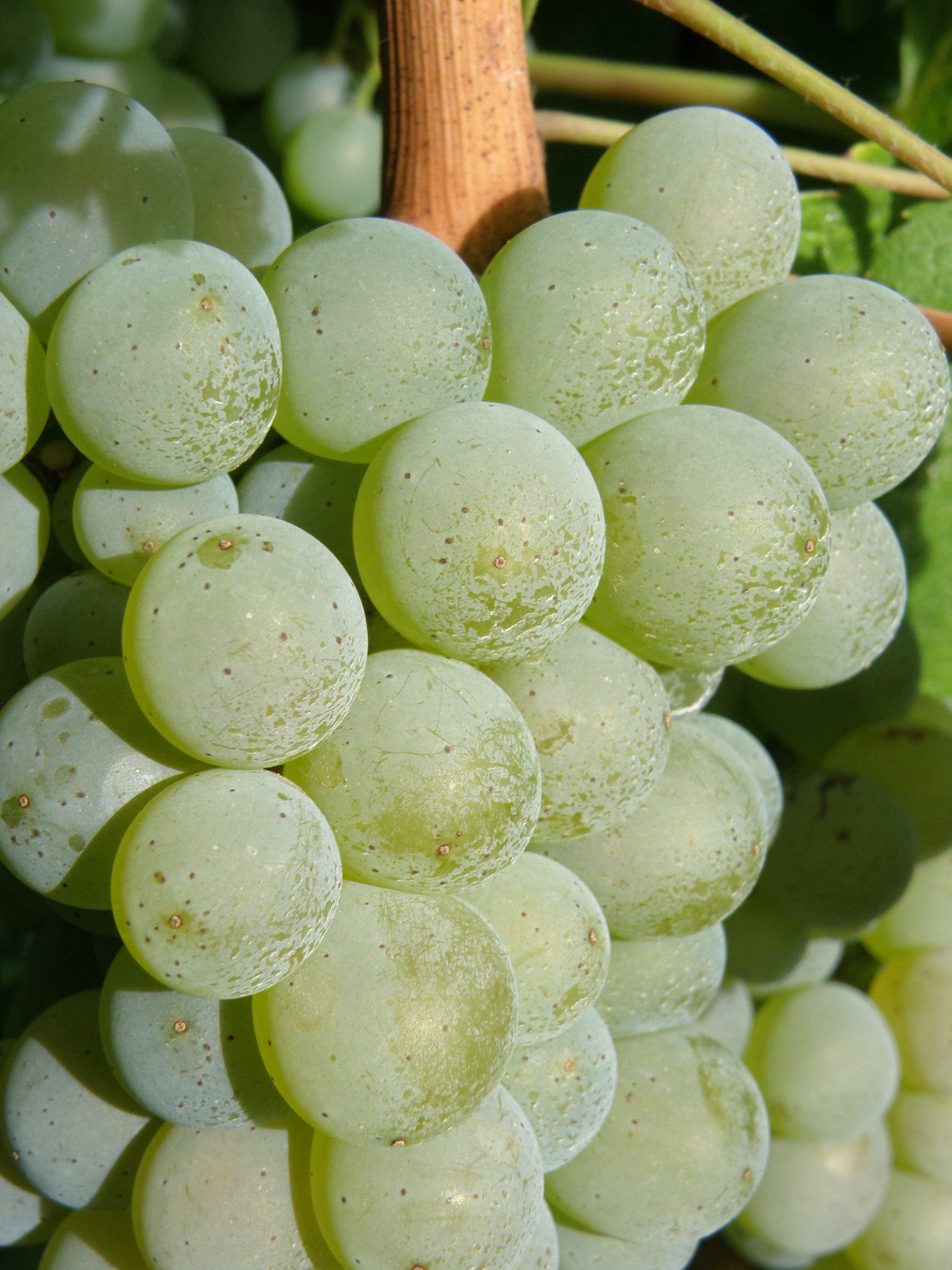 Obr. č. 2 Dobrá aromatická zralost u Sauvignonu blanc