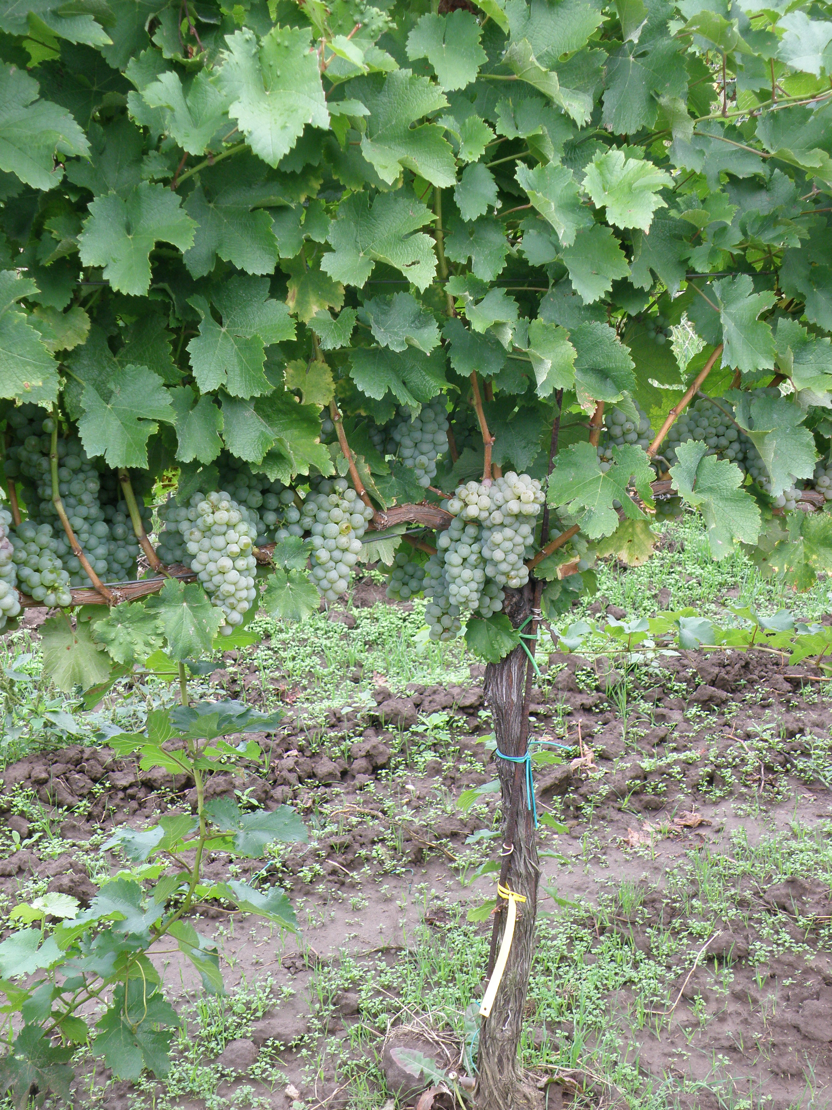 OBRÁZEK 1- Vylamování zálistků a odlistění zóny hroznů u Sauvignonu blanc