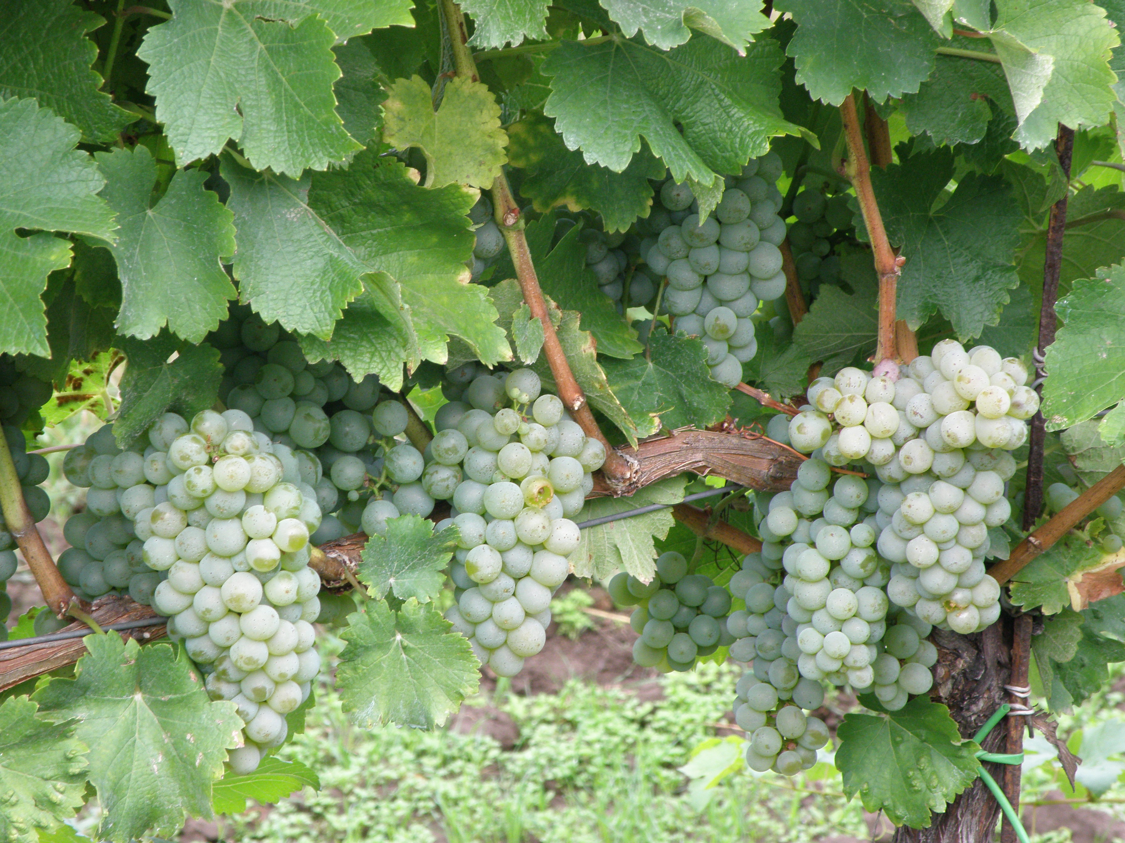 OBRÁZEK 2- Detail u Sauvignonu blanc.