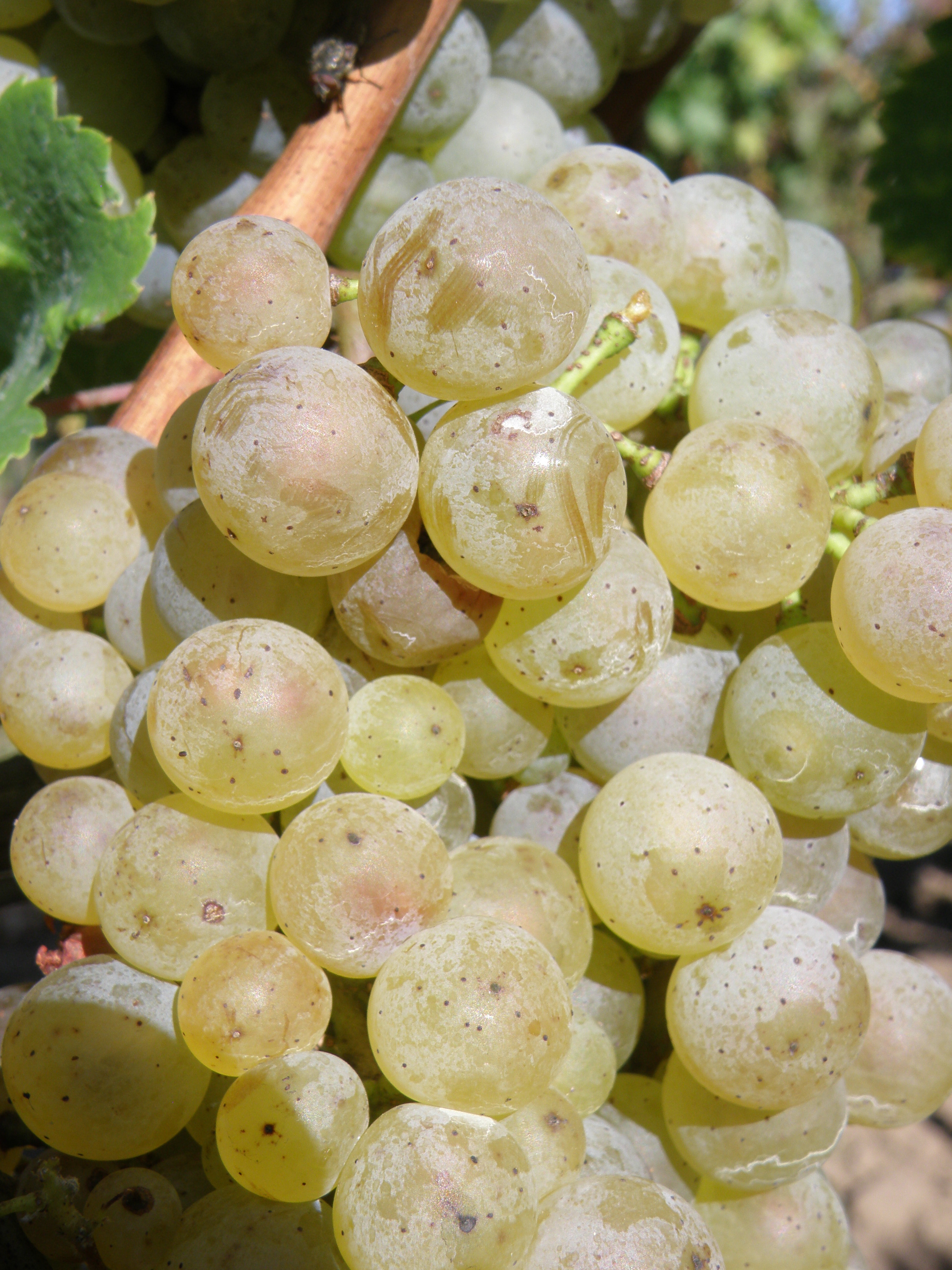 Ryzlink rýnský-velmi dobrá aromatická zralost