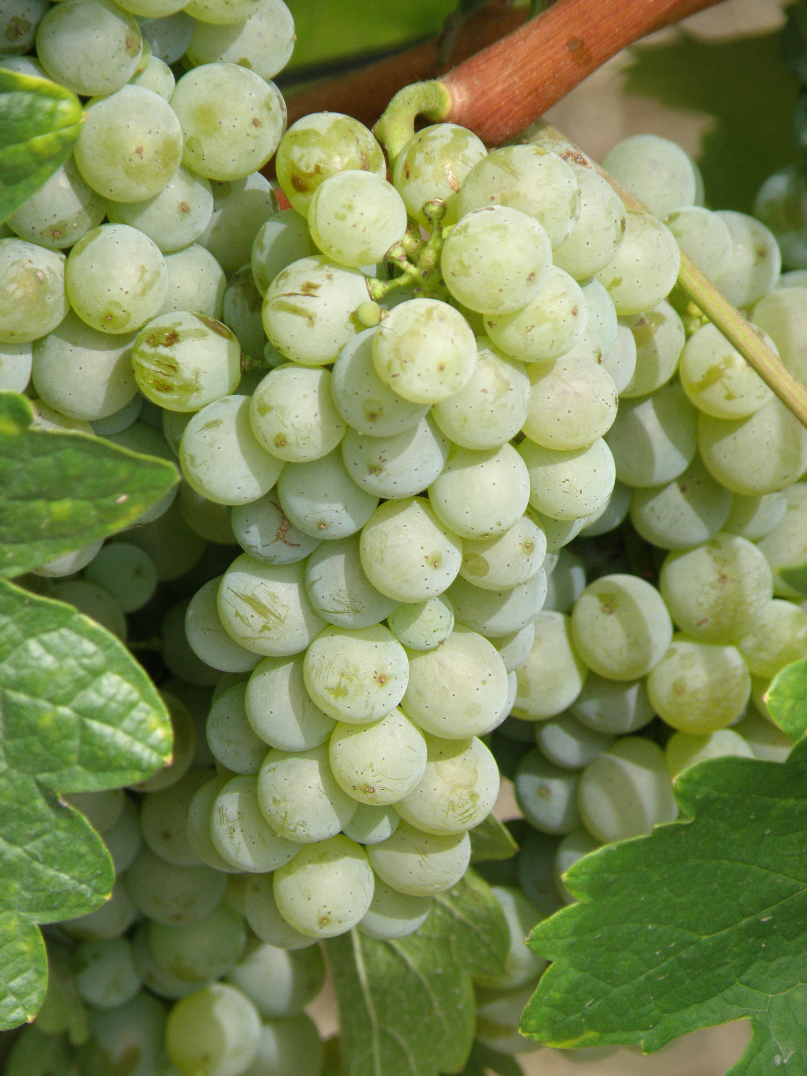 Sauvignon blanc-nedostatečná aromatikcá zralost
