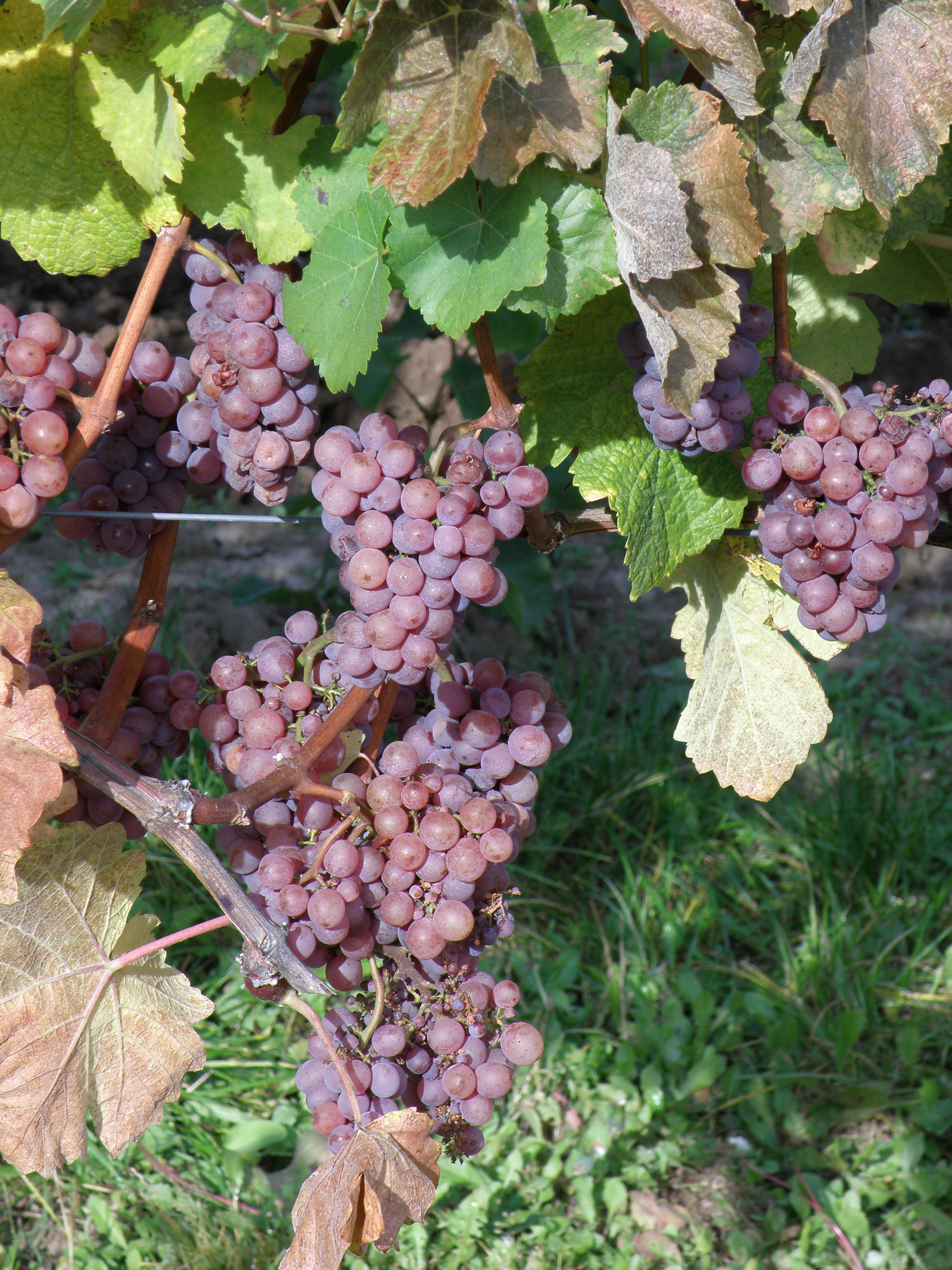 Tramín červený-vynikající aromatická zralost