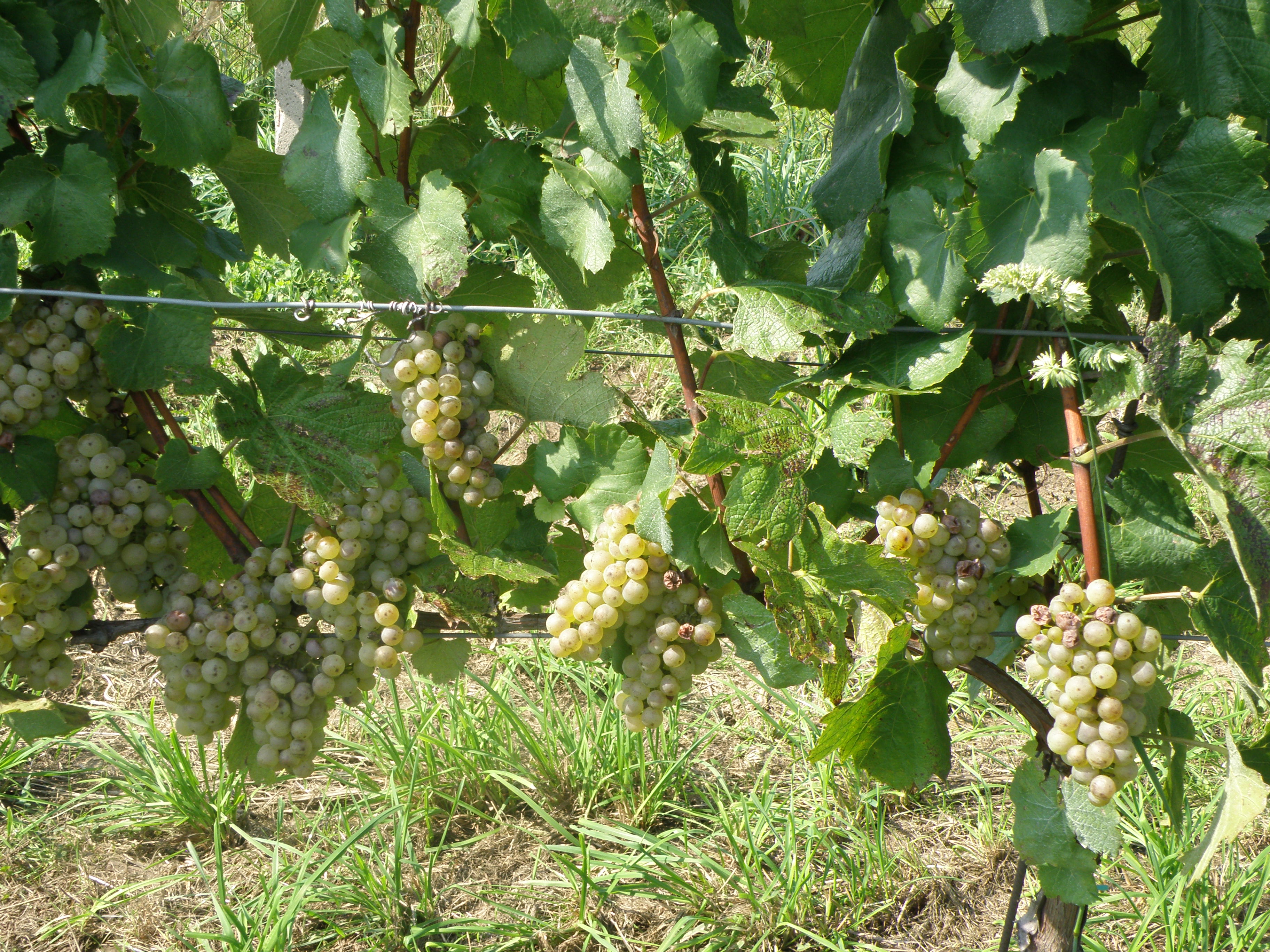 VARIANTA A