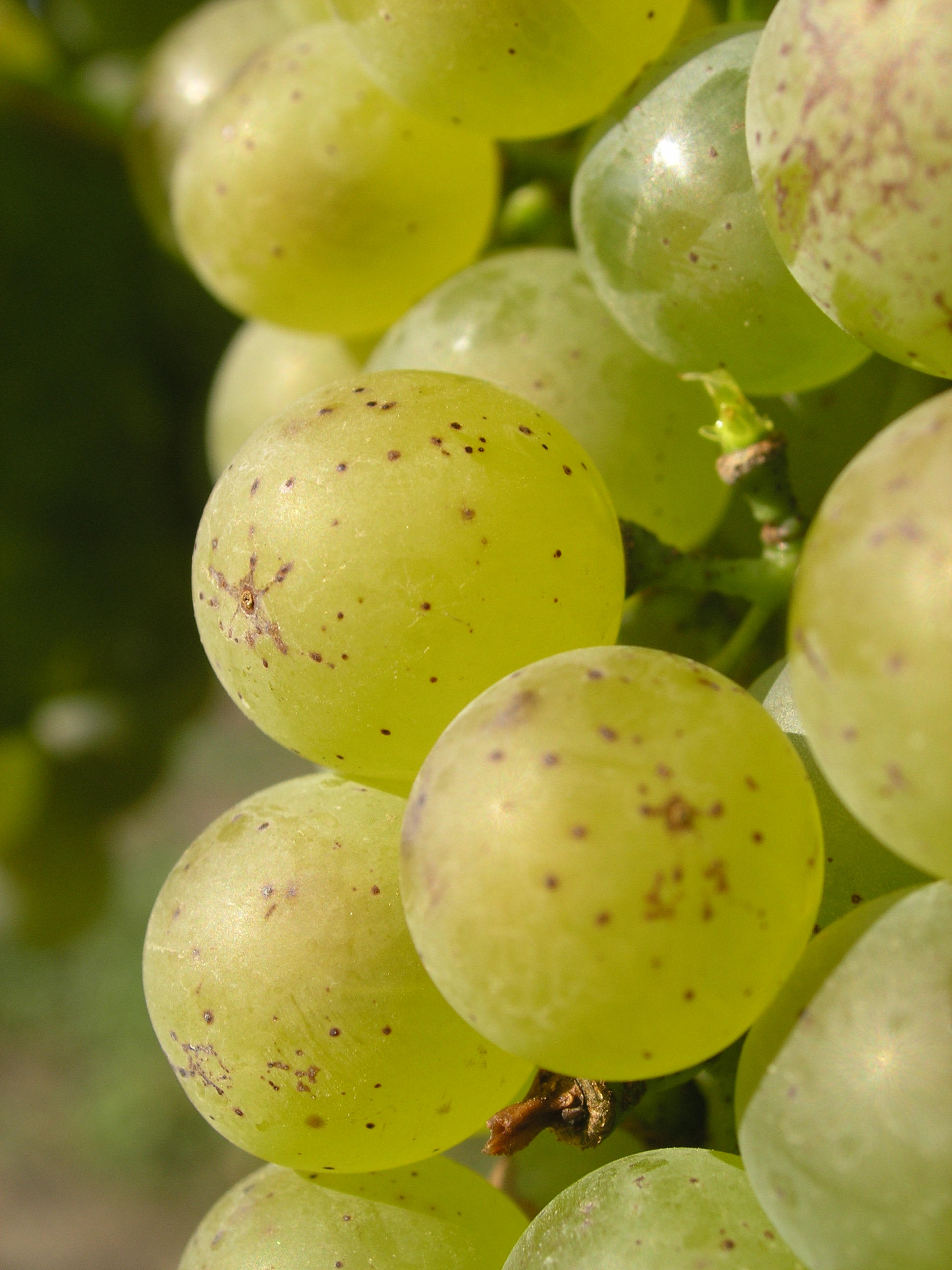 Vynikající aromatická zralost u Chardonnay
