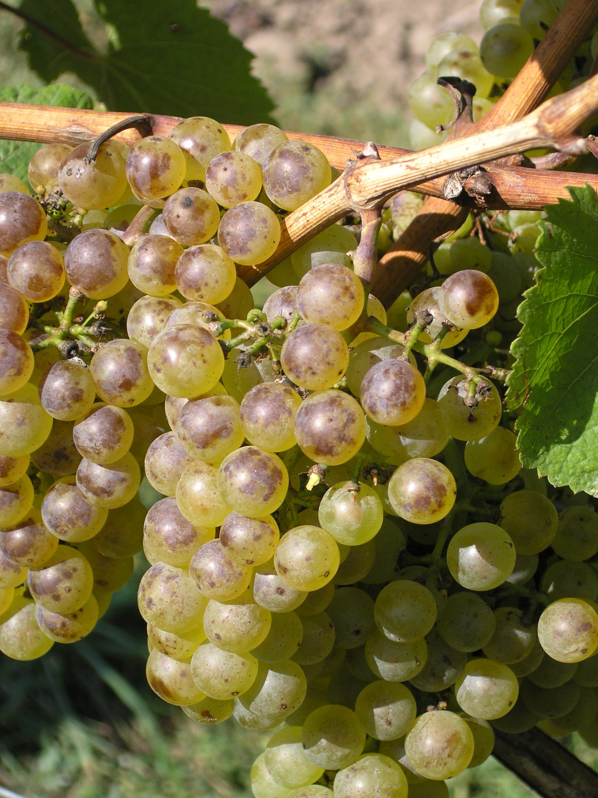Chardonnay