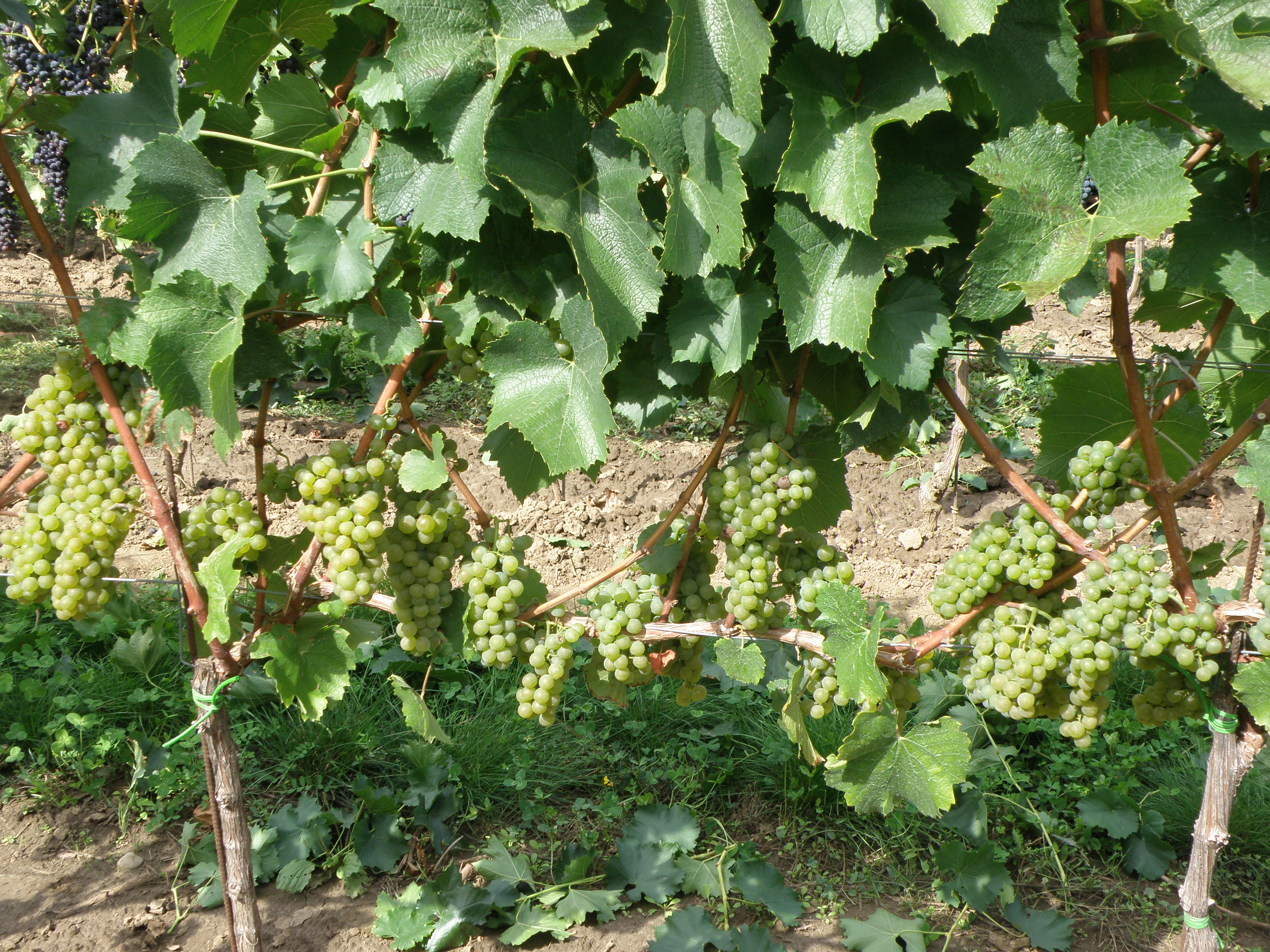 Chardonnay