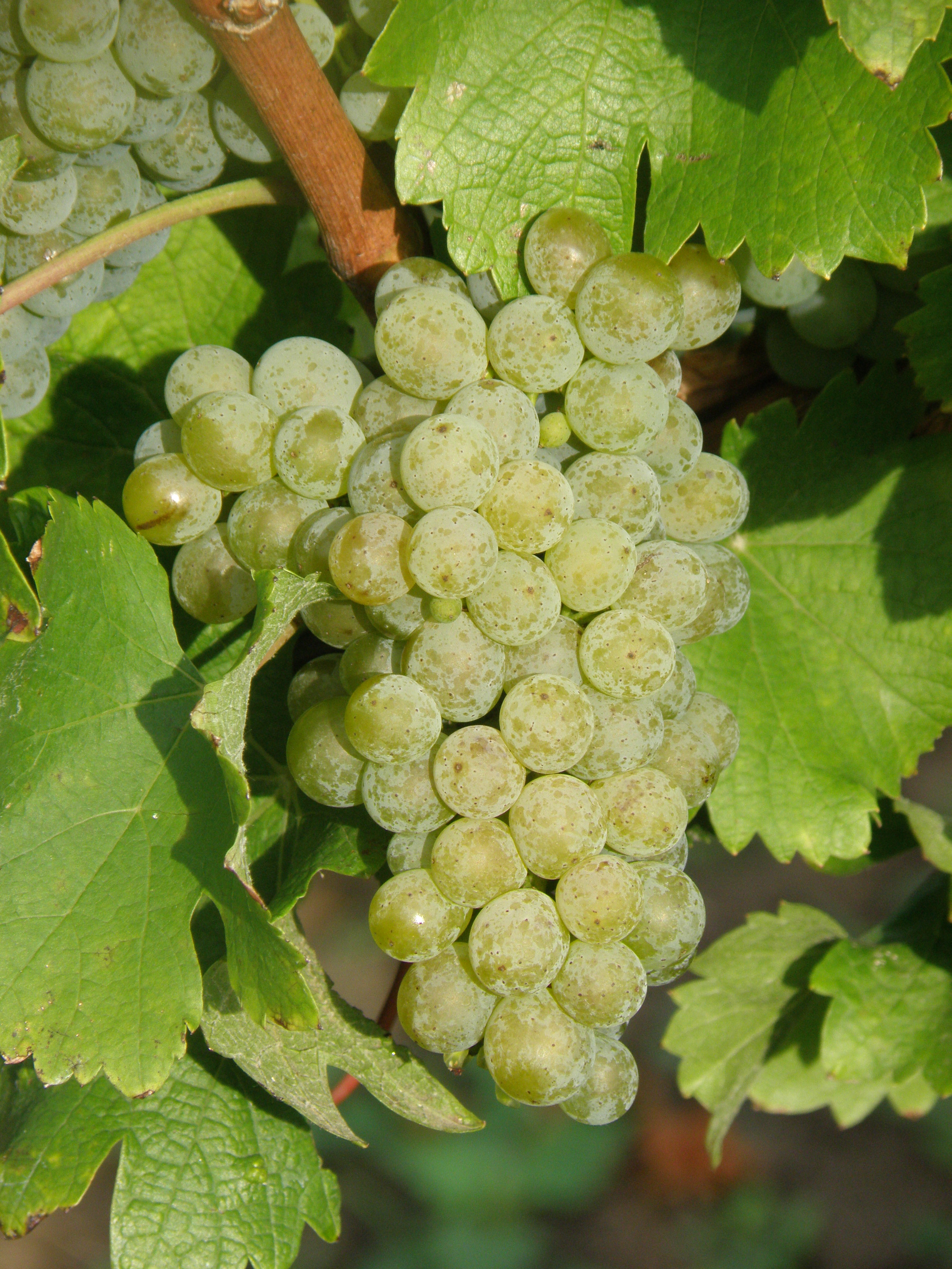 Sauvignon blanc