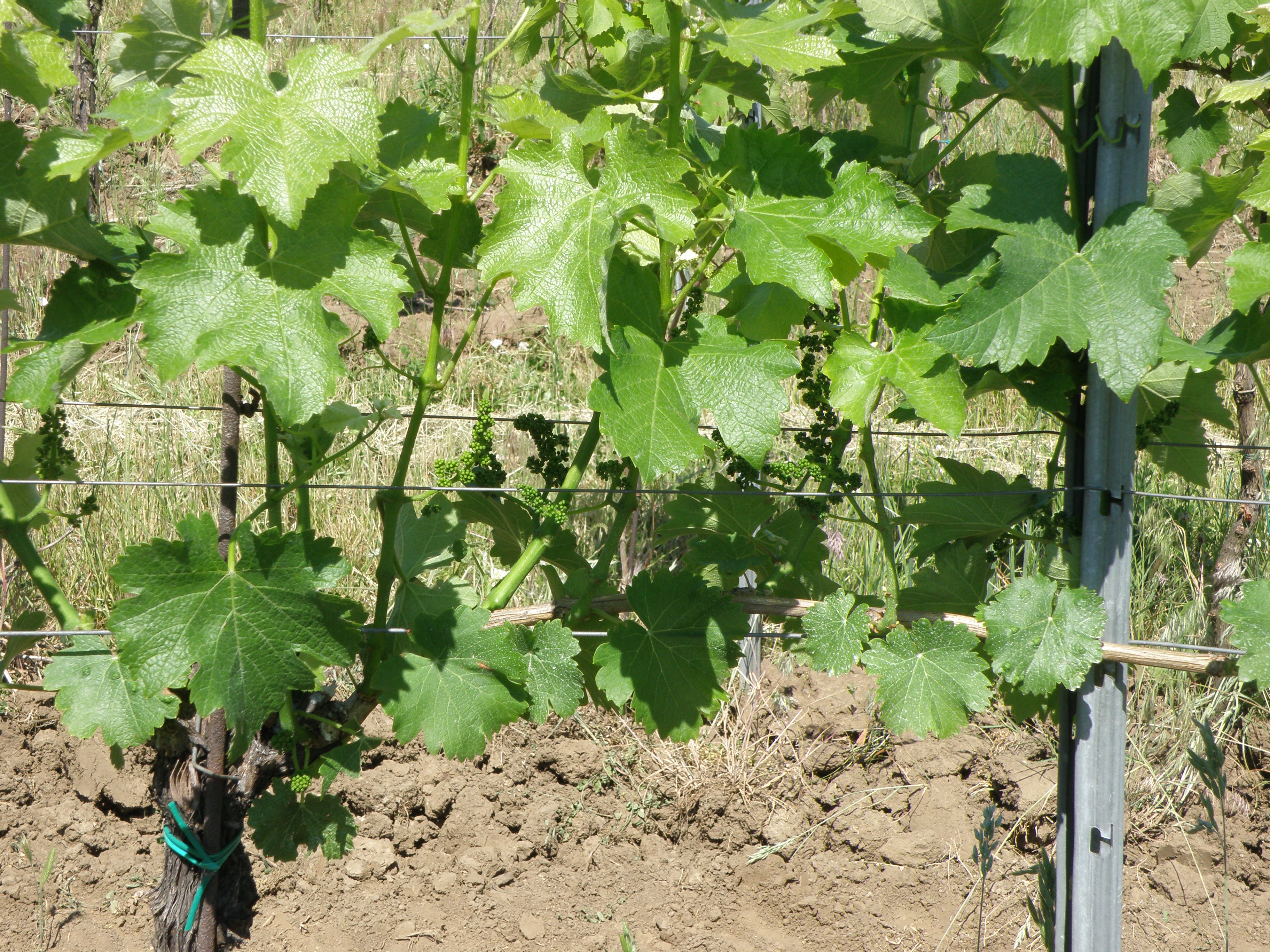 OBRÁZEK 3 - Odstranění 2 listů v zóně hroznů u Sauvignonu blanc.