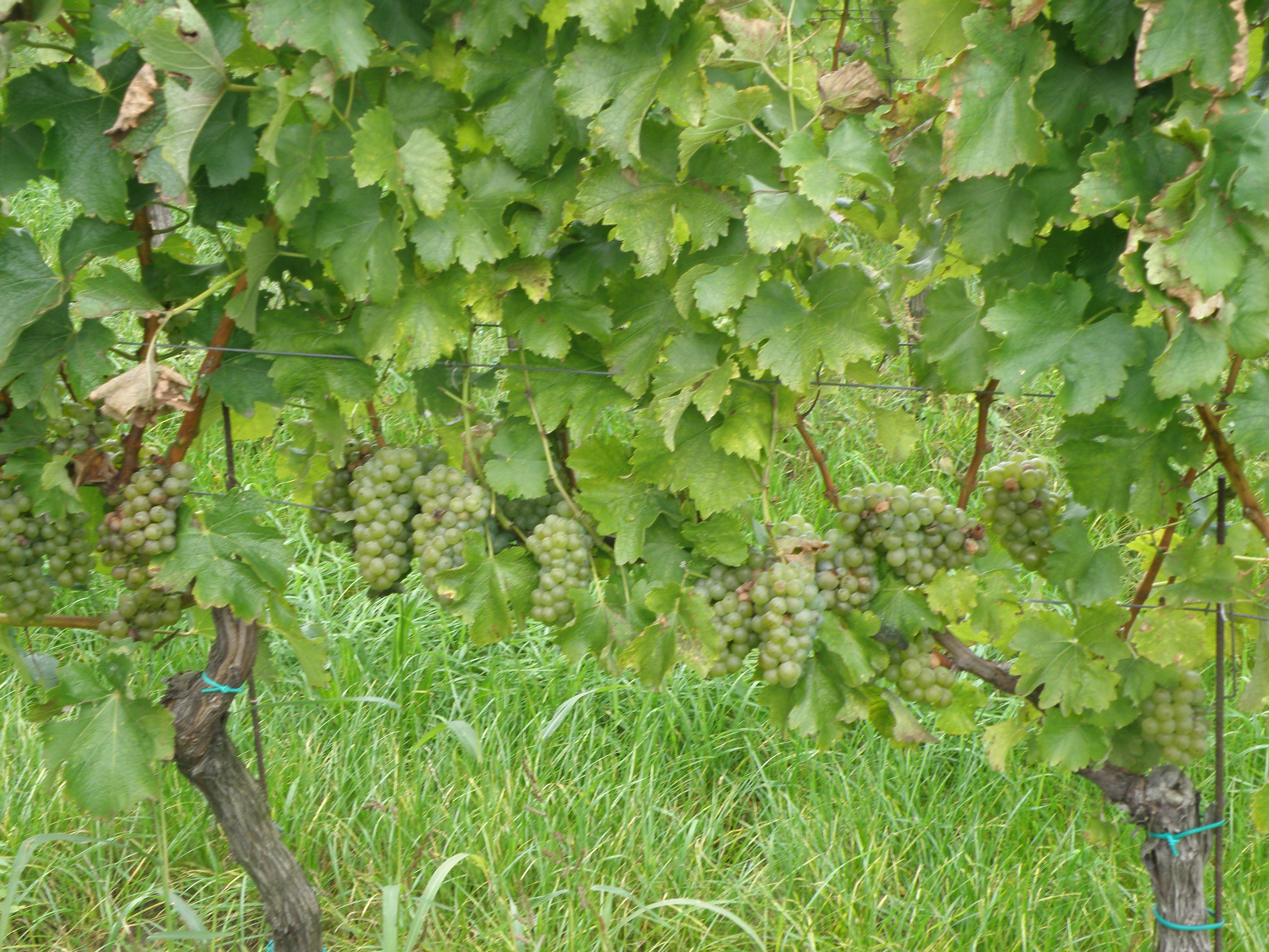 SAUVIGNON BLANC- SIAPTON