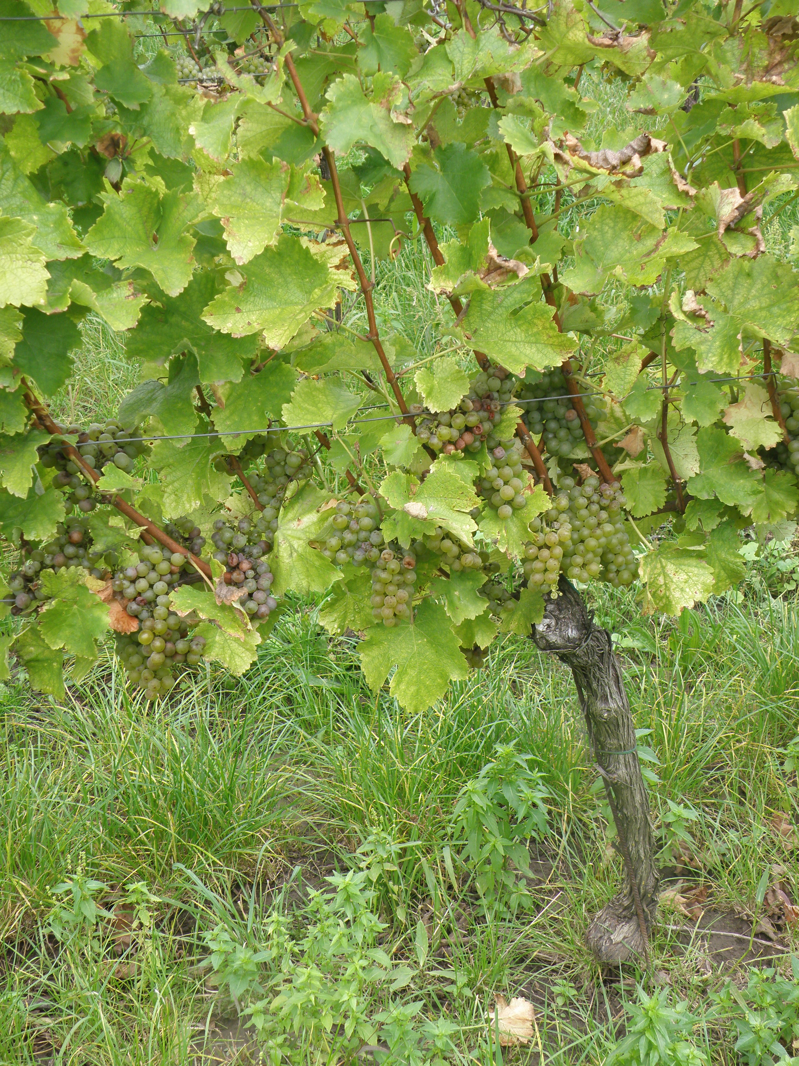SAUVIGNON BLANC- SIAPTON