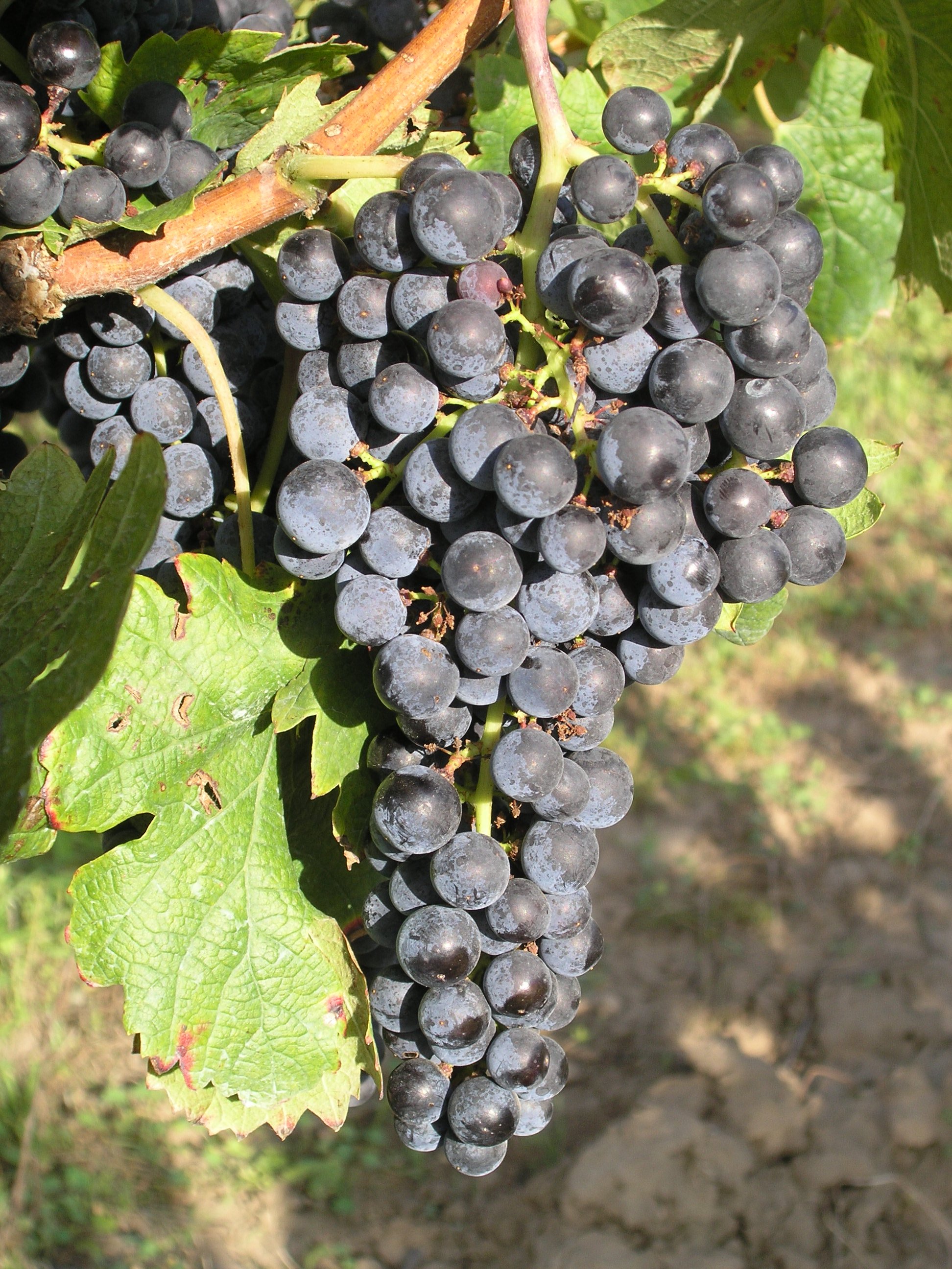 MERLOT