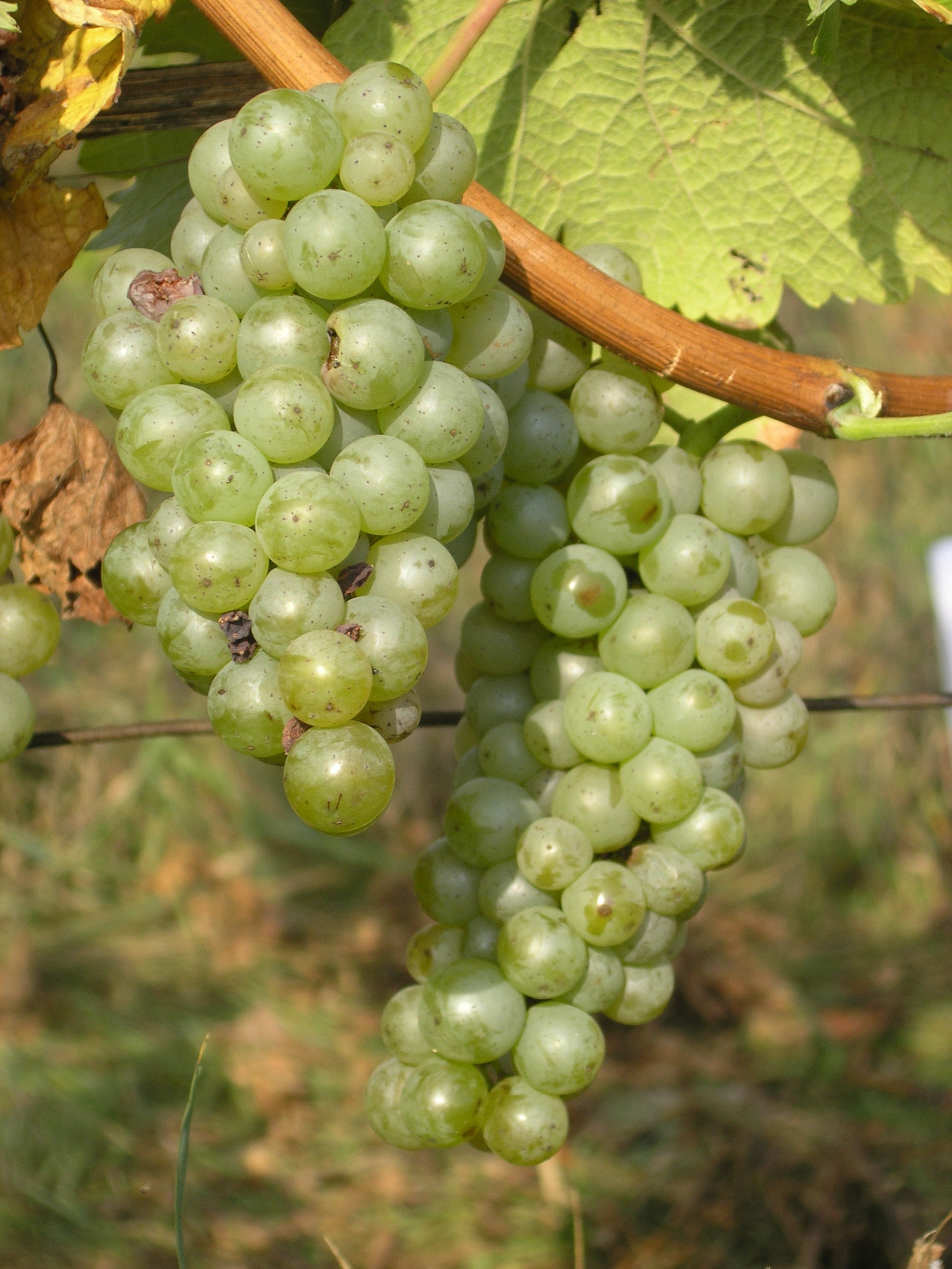 SAUVIGNON BLANC
