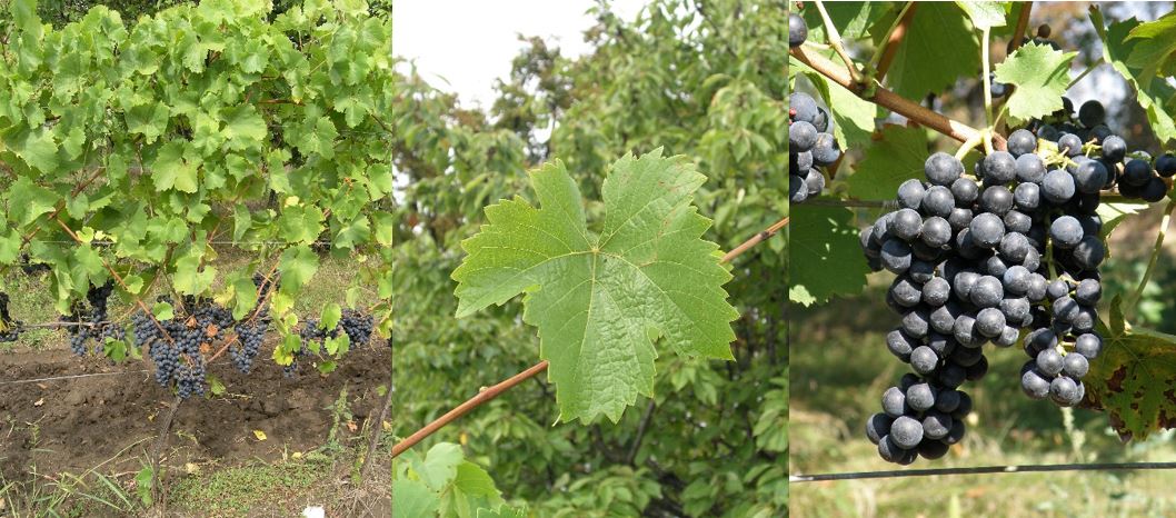 Regent