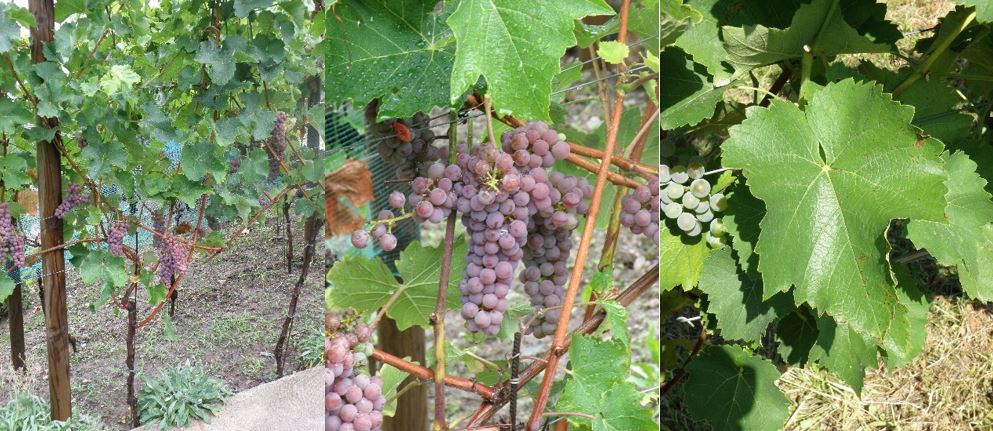 Souvignier gris