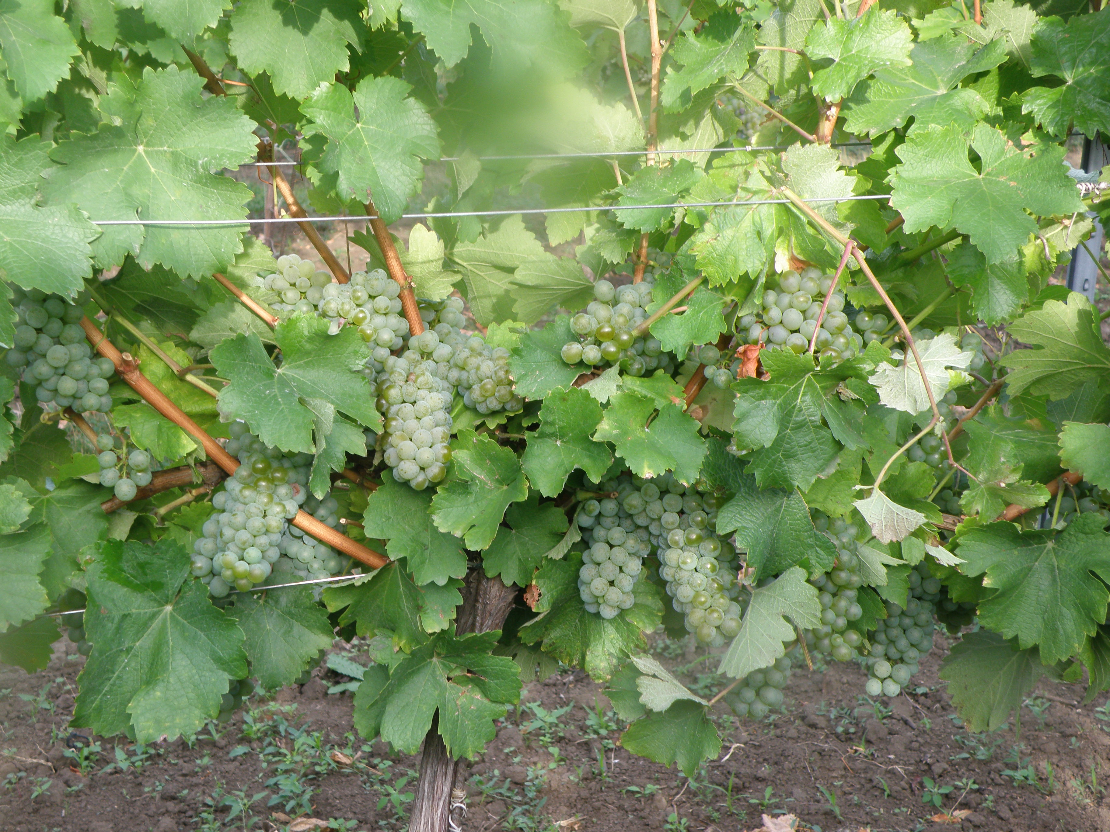 Optimální odlistění před sklizní u Sauvignonu