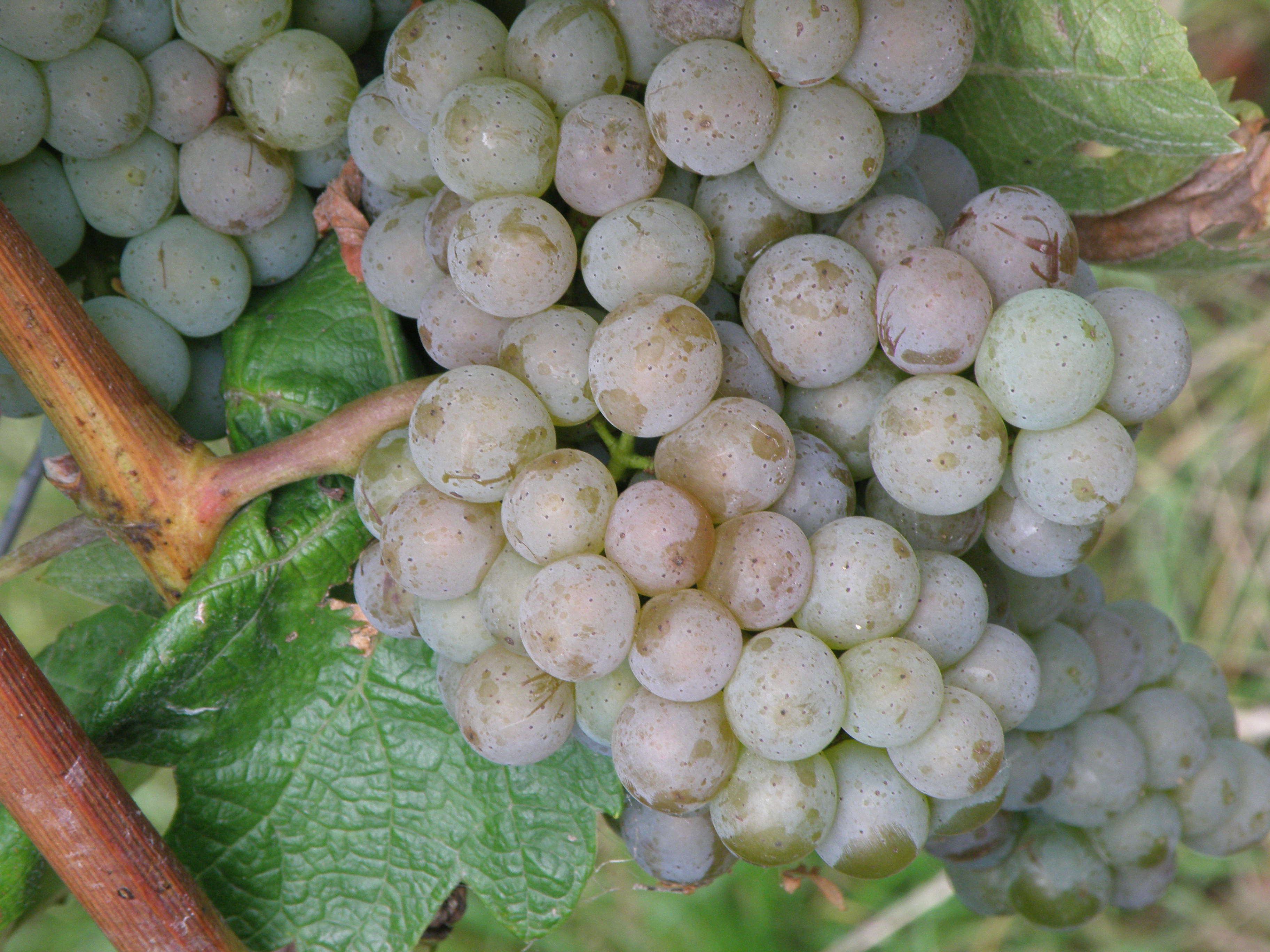 Narůžovělé zbarvení slupky ukazuje na postupující aromatickou vyrálost