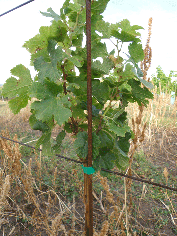 Obrázek-3---sazenice-po-výsadbě-na-jaře-2016