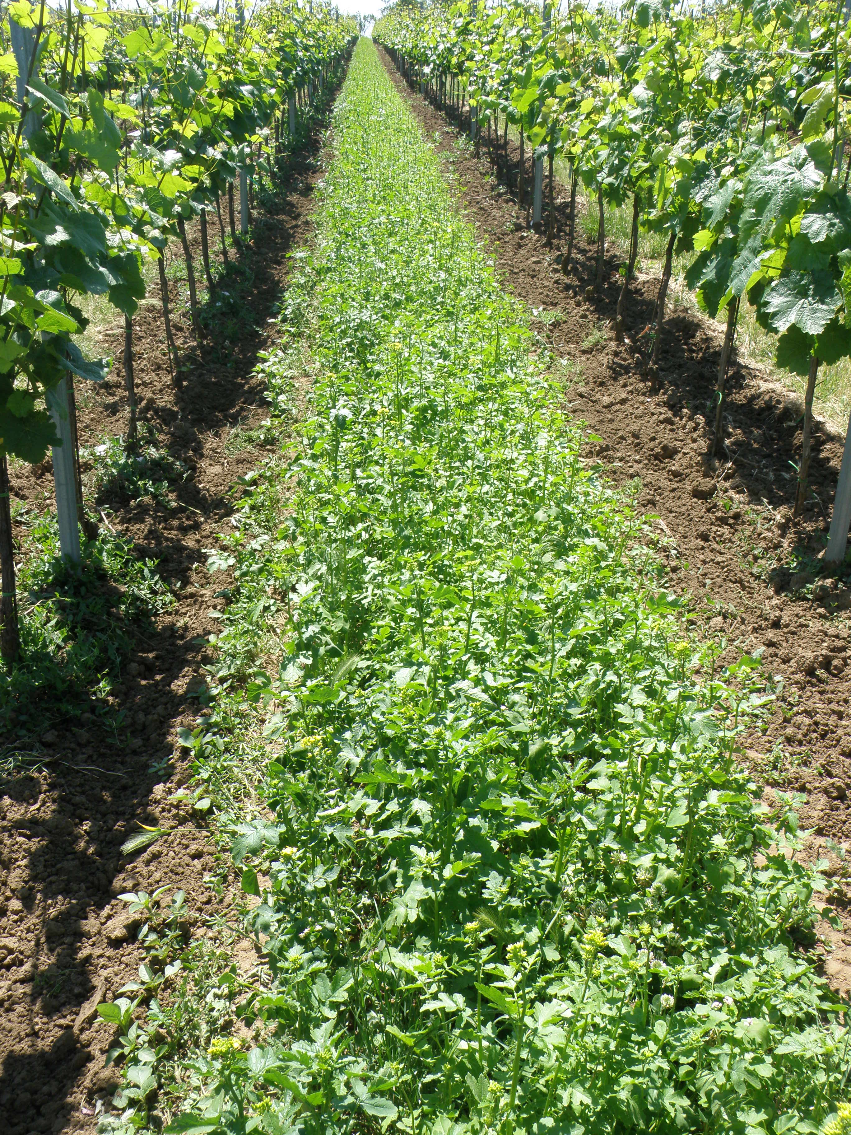Obrázek 1a
