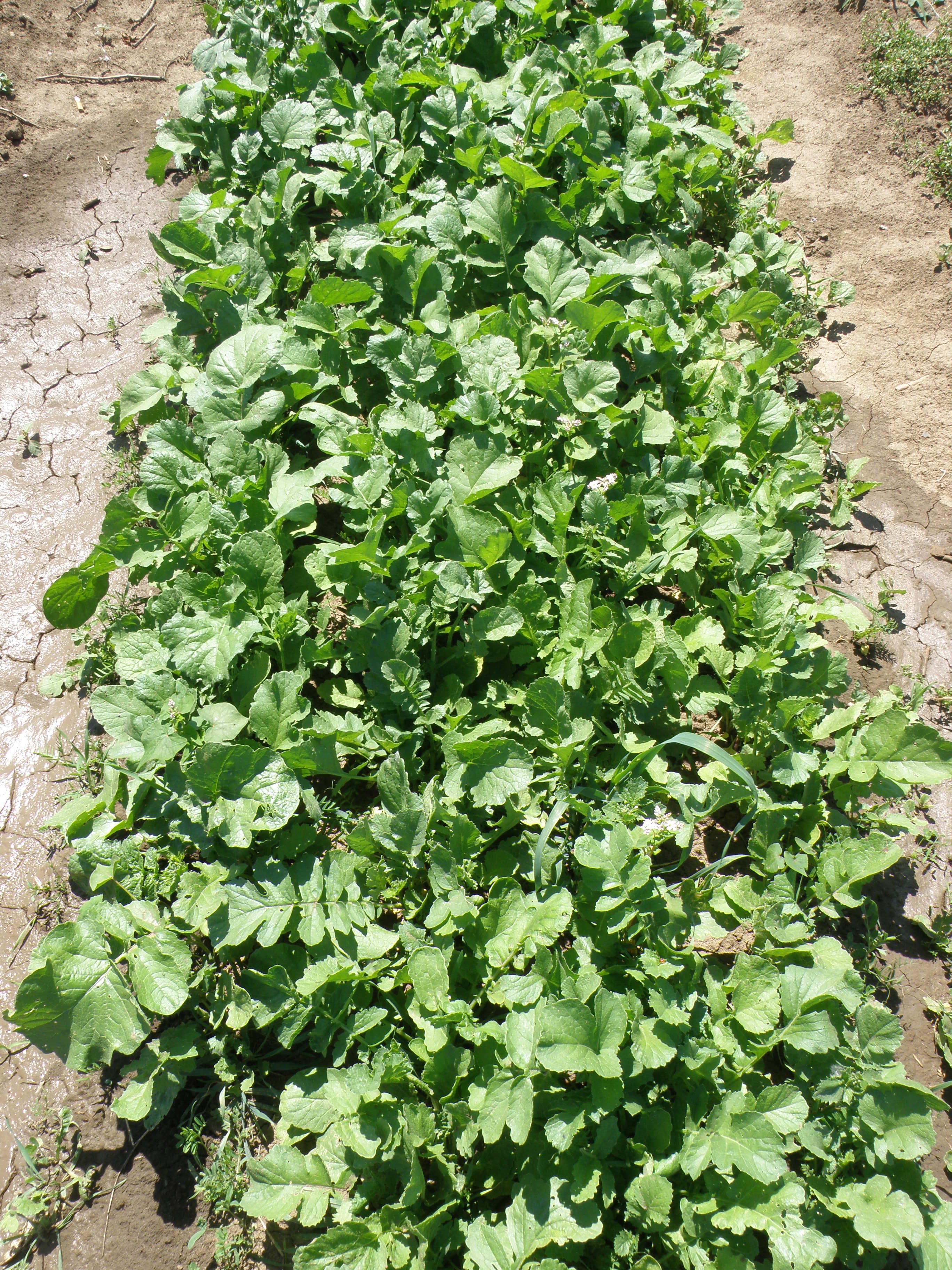 Obrázek 1b