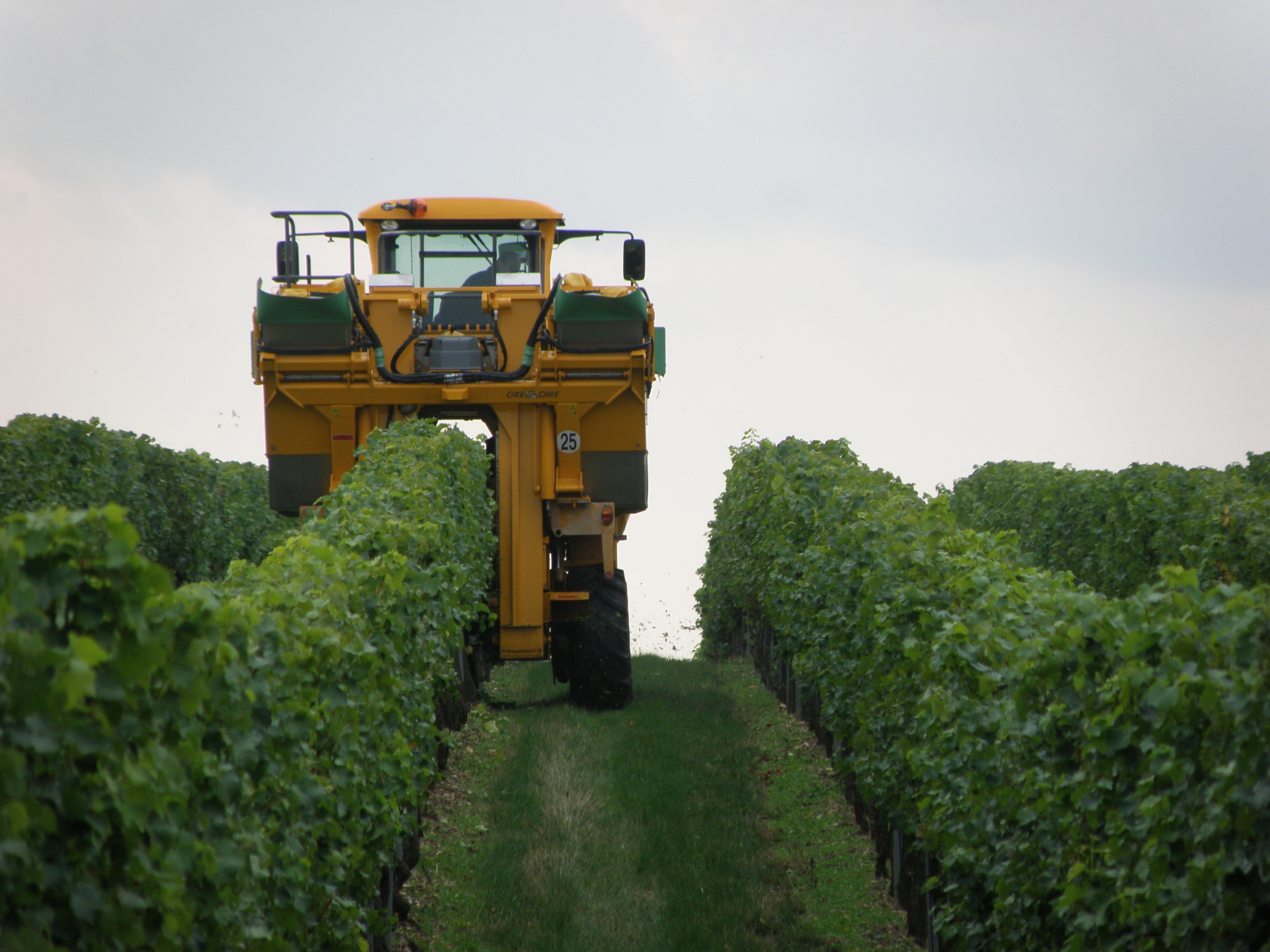 Mechanizovana_sklize_Sauvignonu_blanc