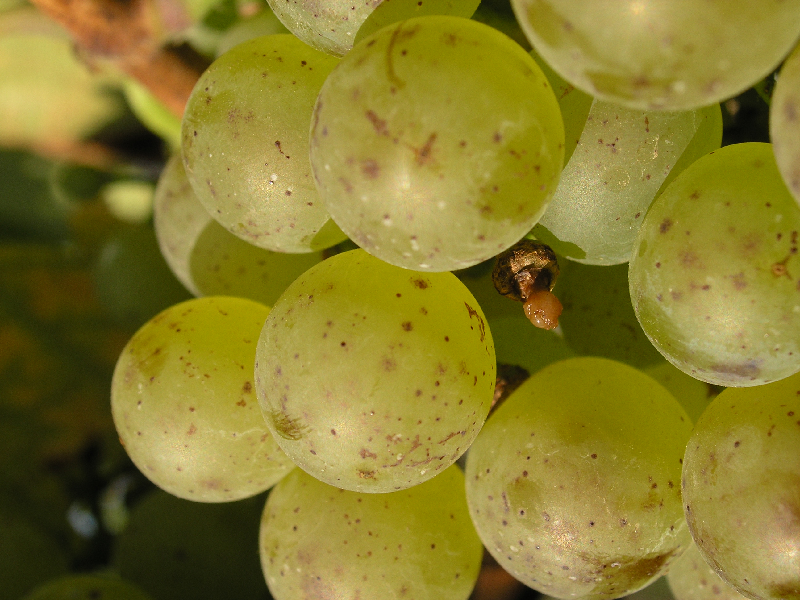 Optimální aromatická zralost u Rulandského bílého
