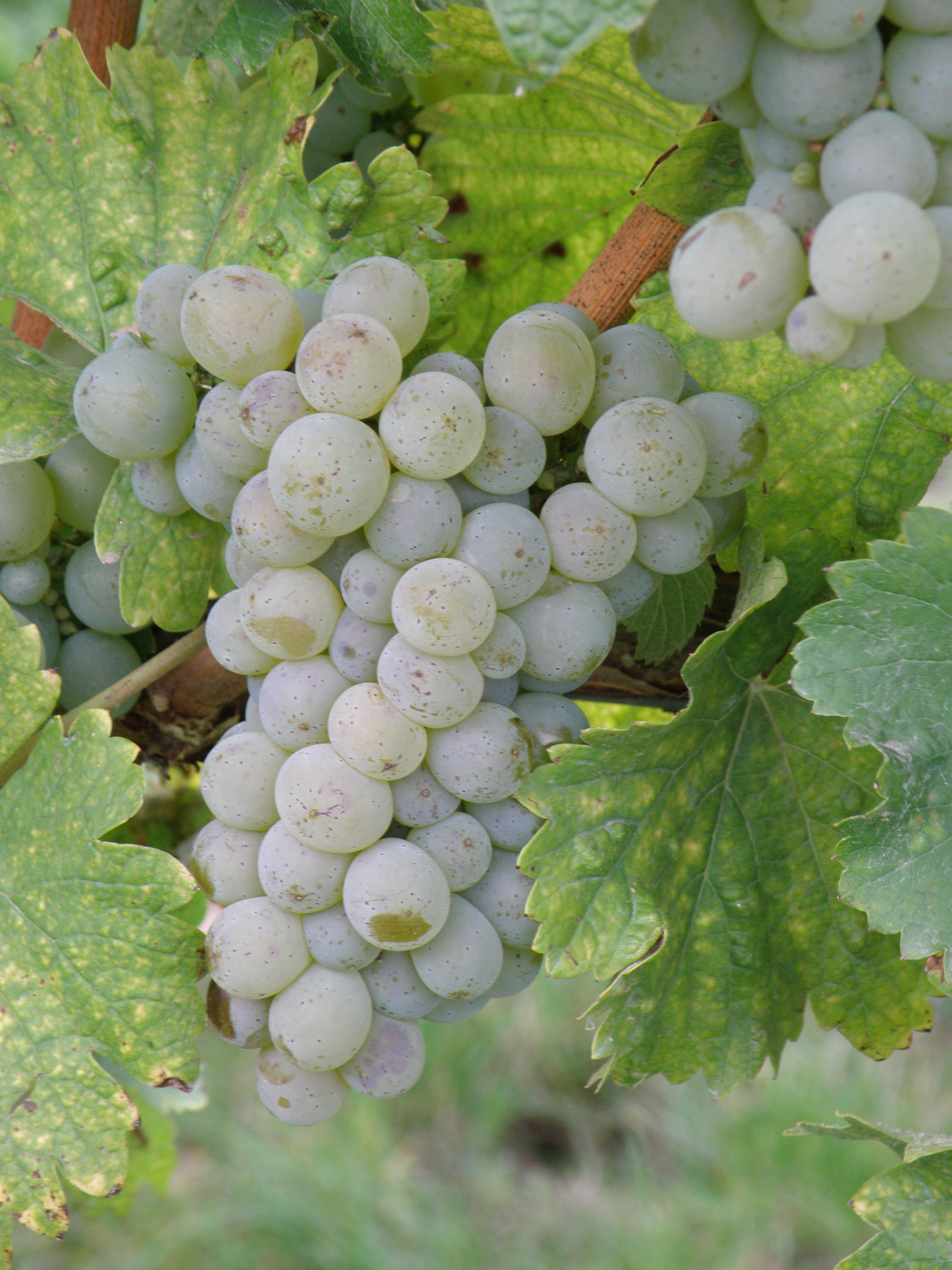 Vynikajici_aromaticka_zralost